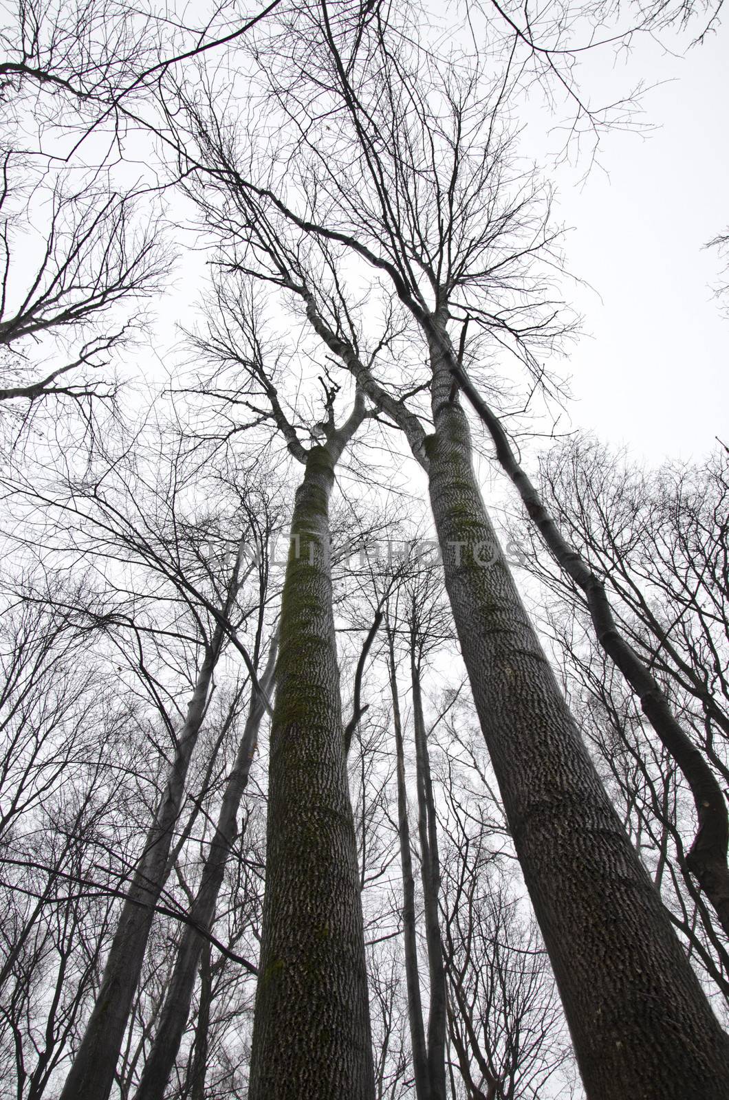 View from the bottom up on the powerful tree trunk and the branches of trees without leaves