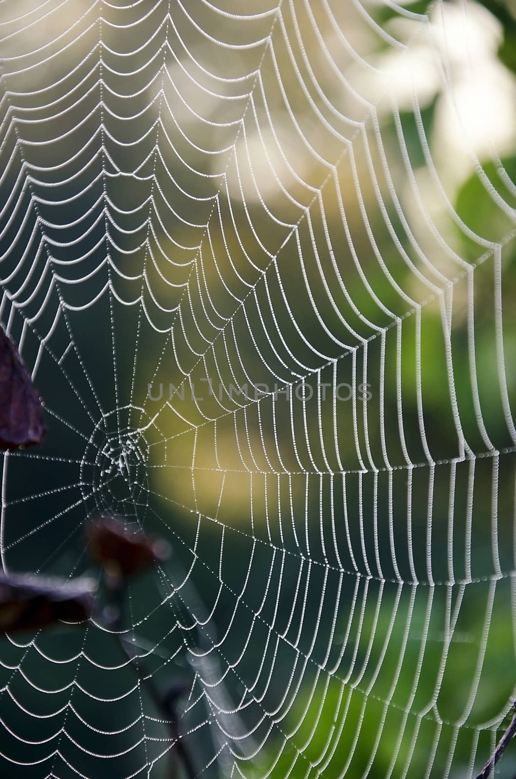  
Web-close-up on the meadow plants in the morning sun