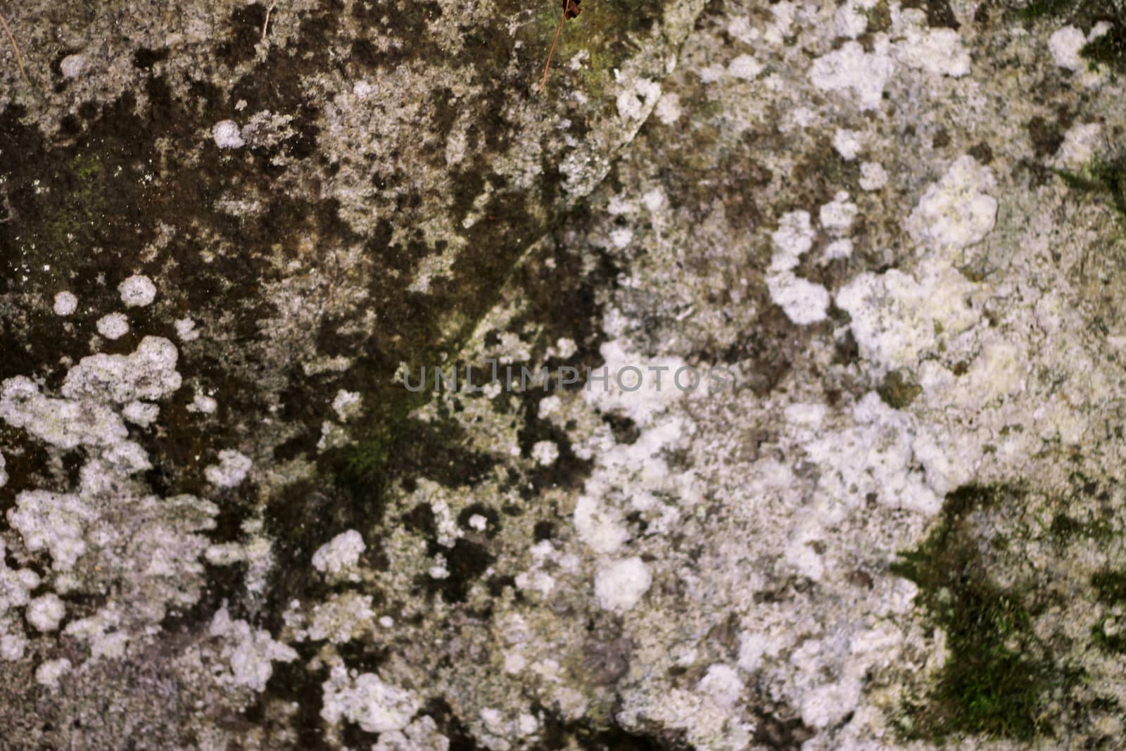 Natural background with a stone and the moss