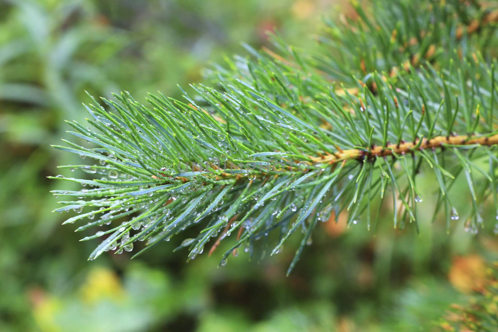 Water drops on fir tree after rain