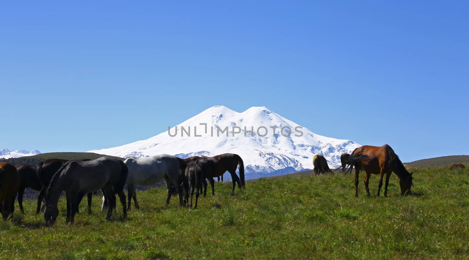 Horses on the summer autumn caucasus meadow