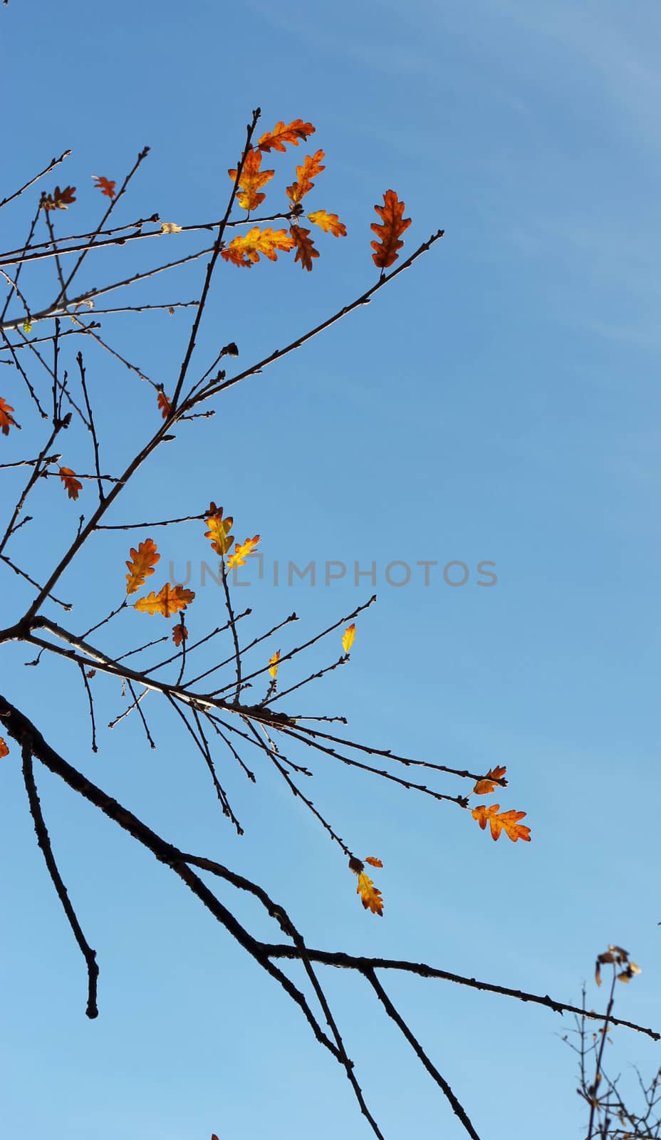 Oak leaves on the branch of the tree