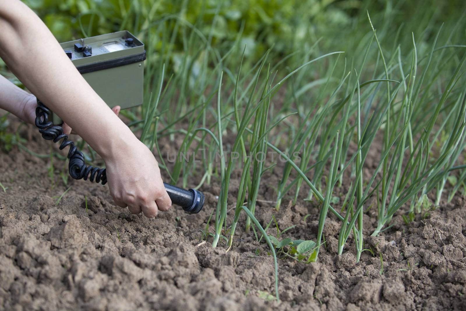 Measuring radiation levels of vegetables