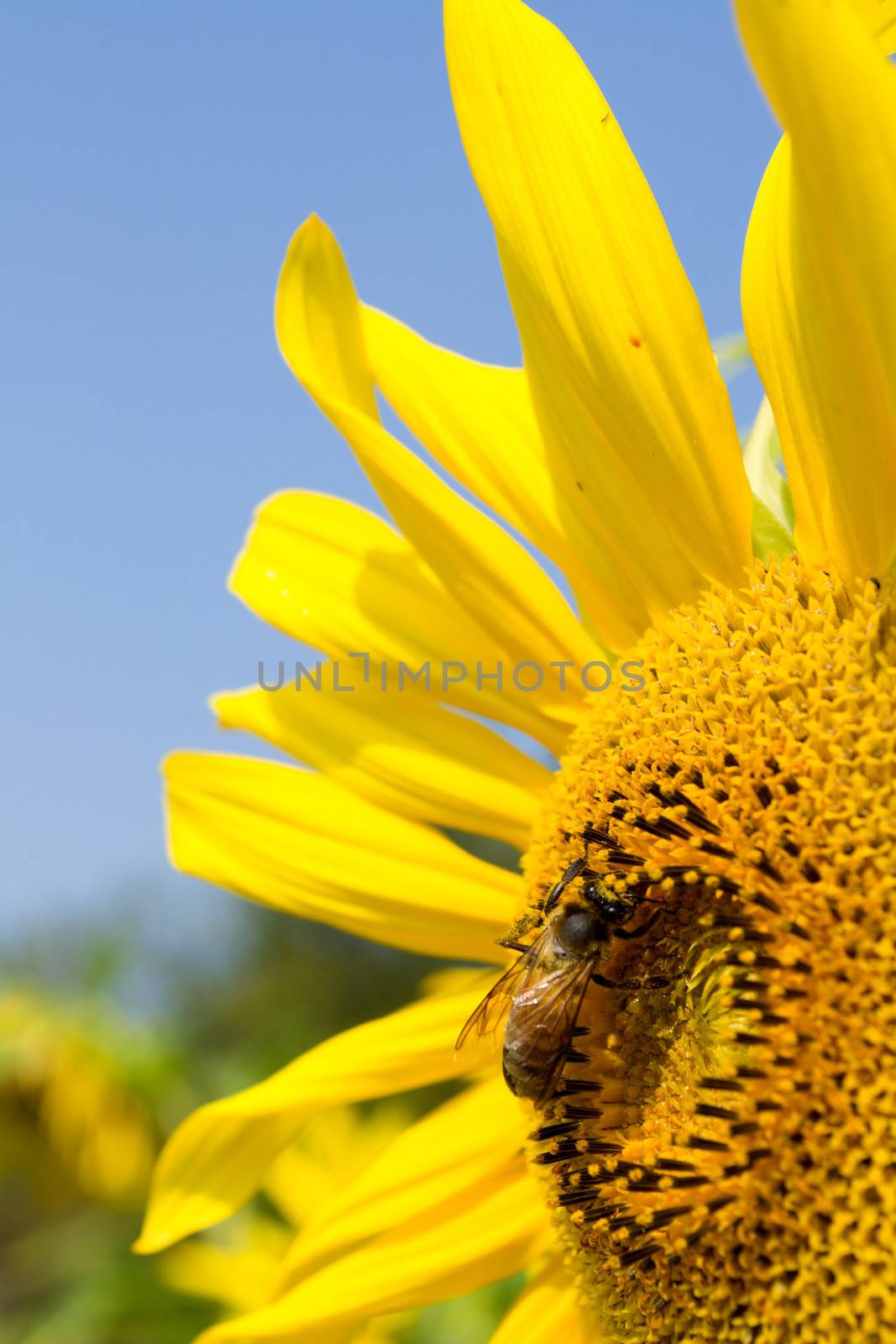 Sunflower and bee by apichart
