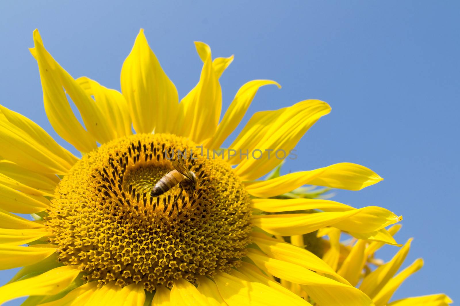 Sunflower and bee in the blue sky