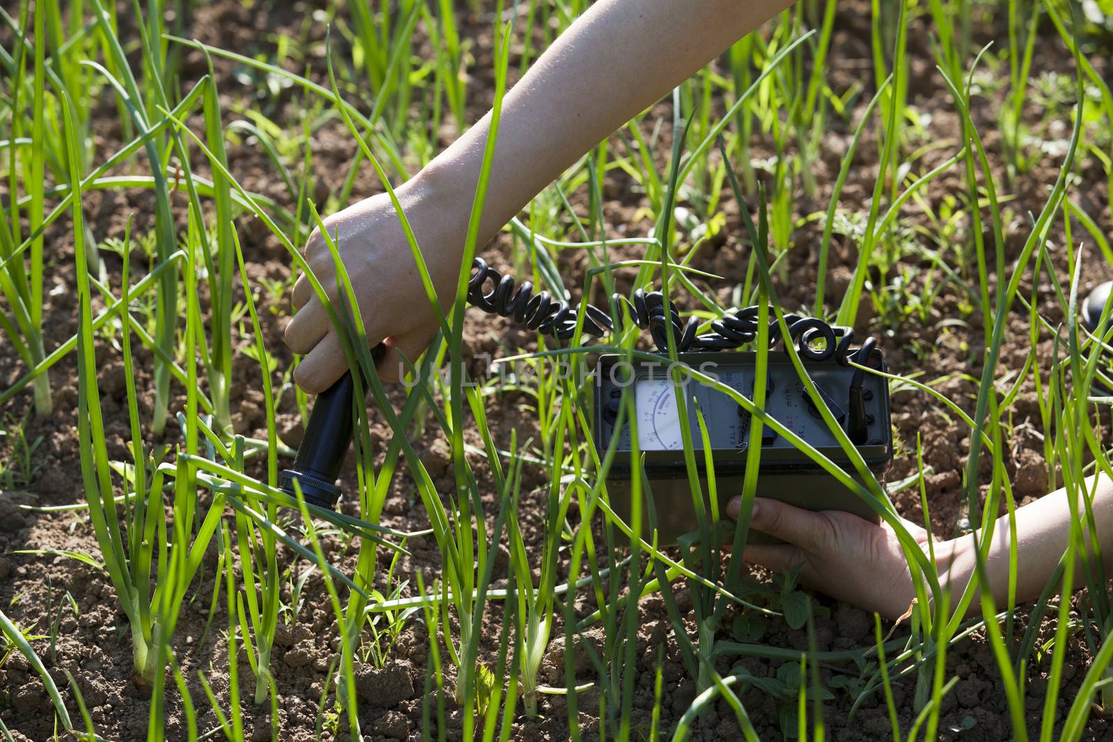 Measuring radiation levels of vegetables