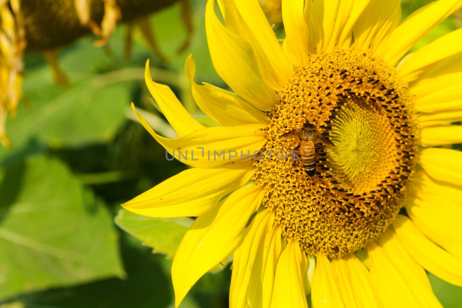 Sunflower blossoming and bee in the gardens