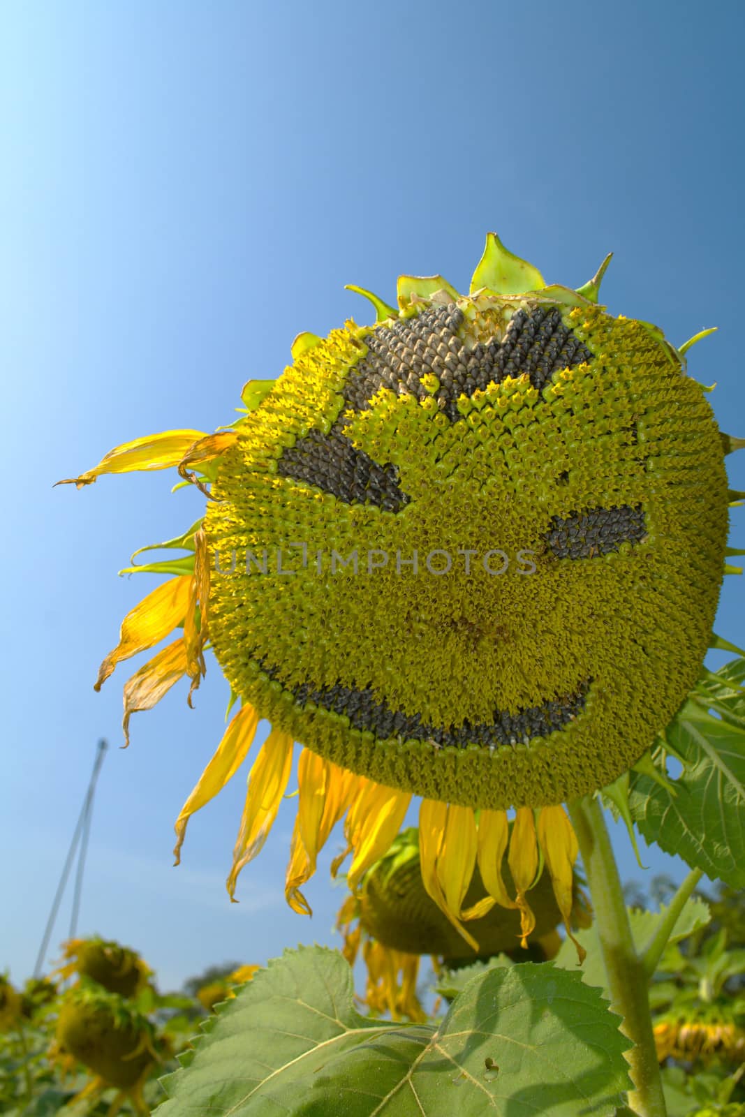 smiling of Sunflower blooming in the blue sky
