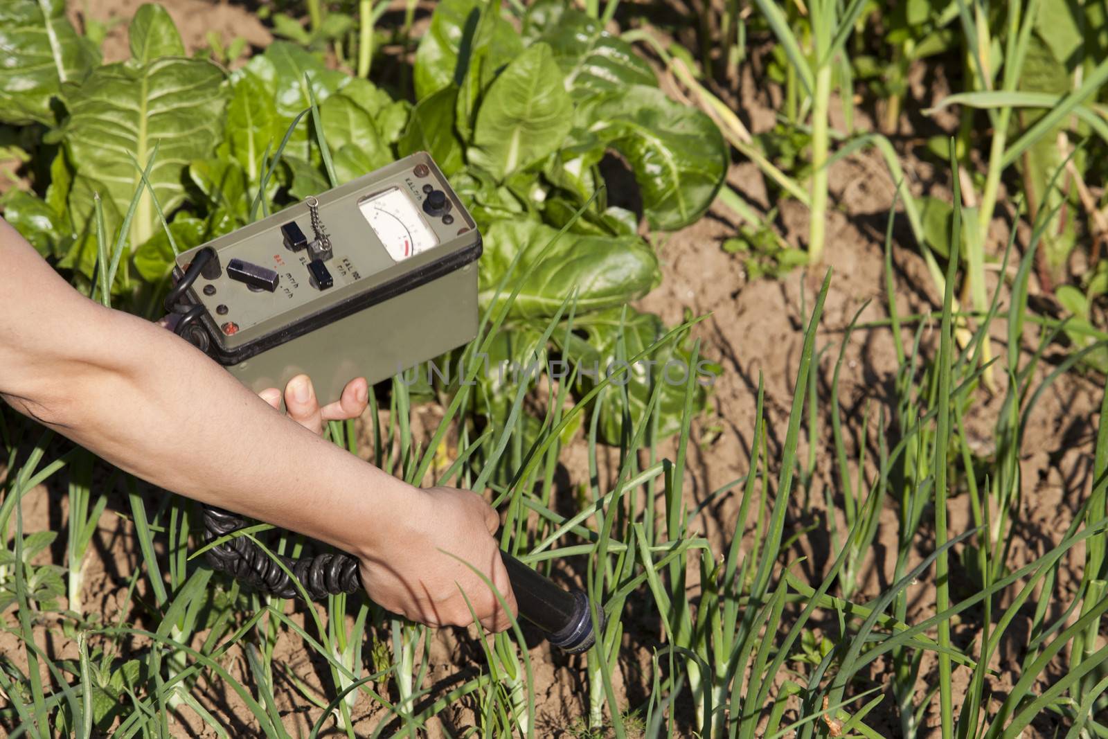 Measuring radiation levels of vegetables