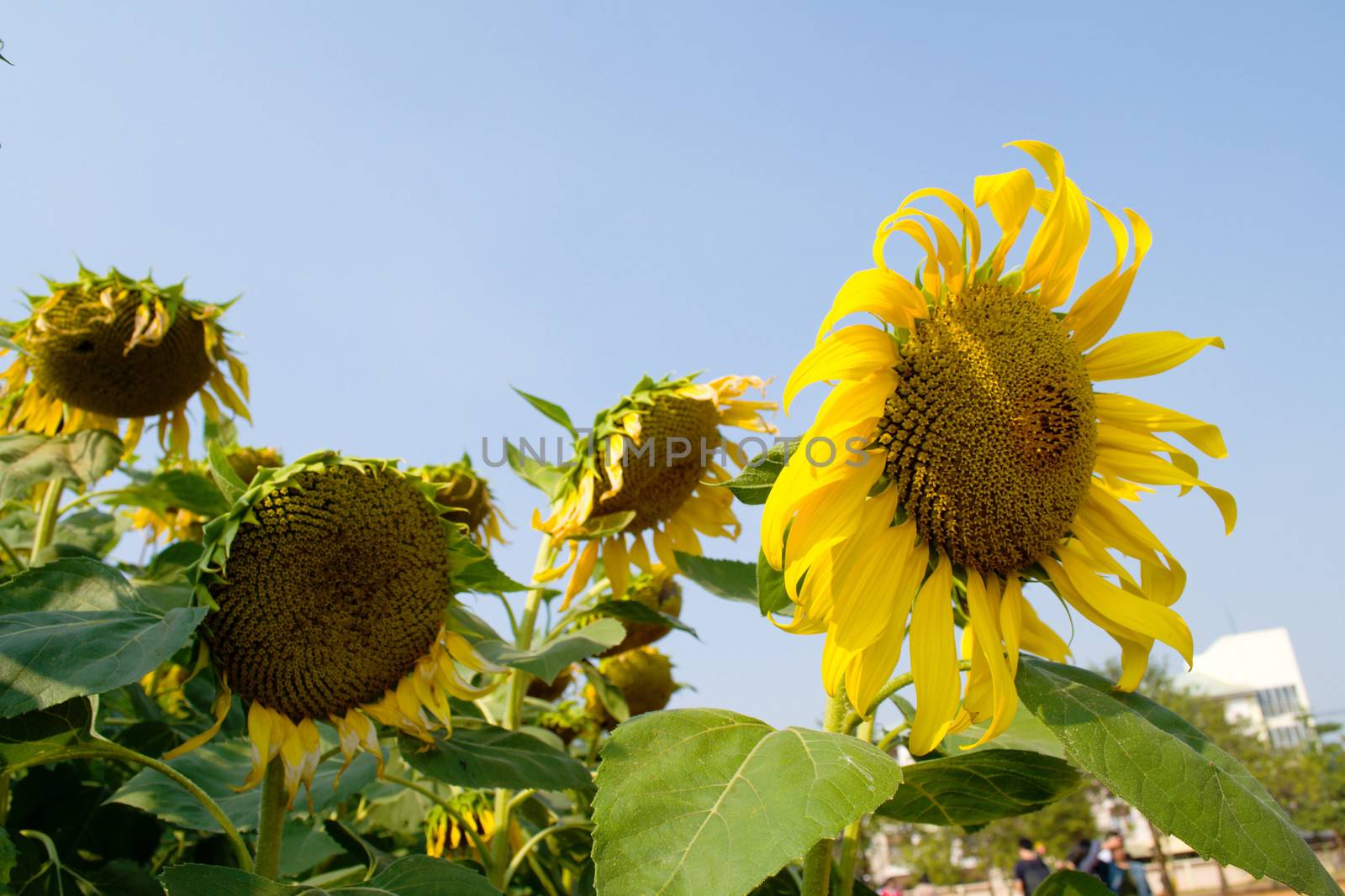 Sunflower and bee in the blue sky