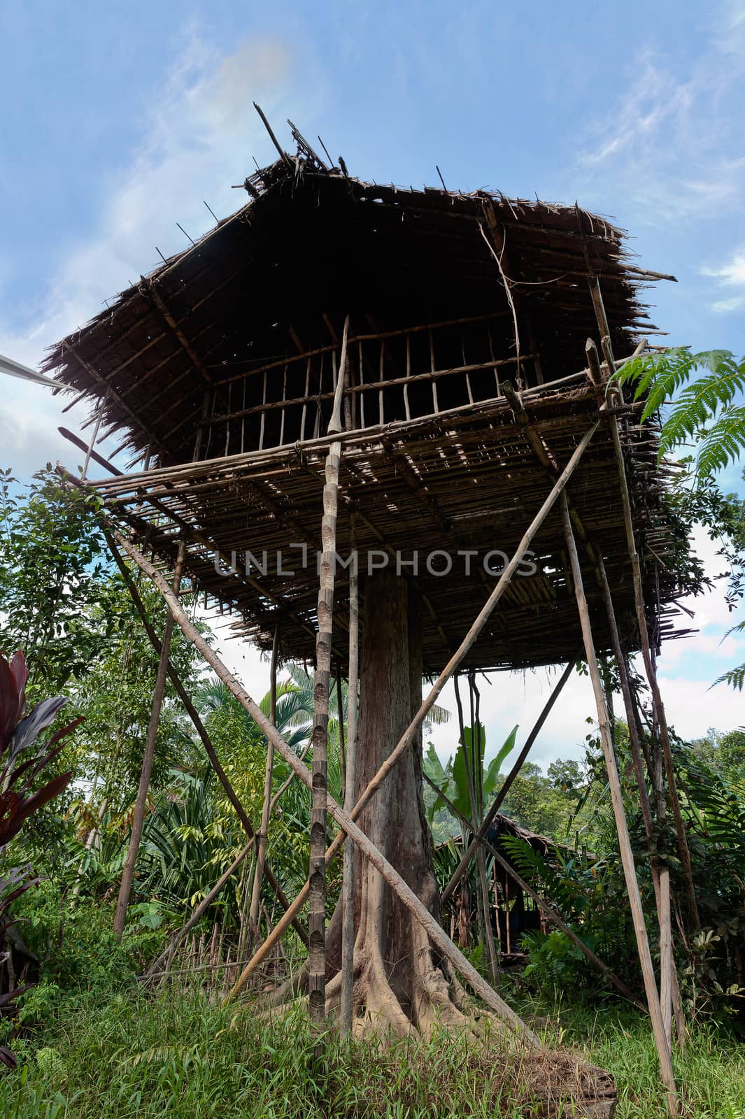 Traditional Koroway house perched in a tree 35 meters above the ground, Western Papuasia, former Irian-jaya, Indonesia