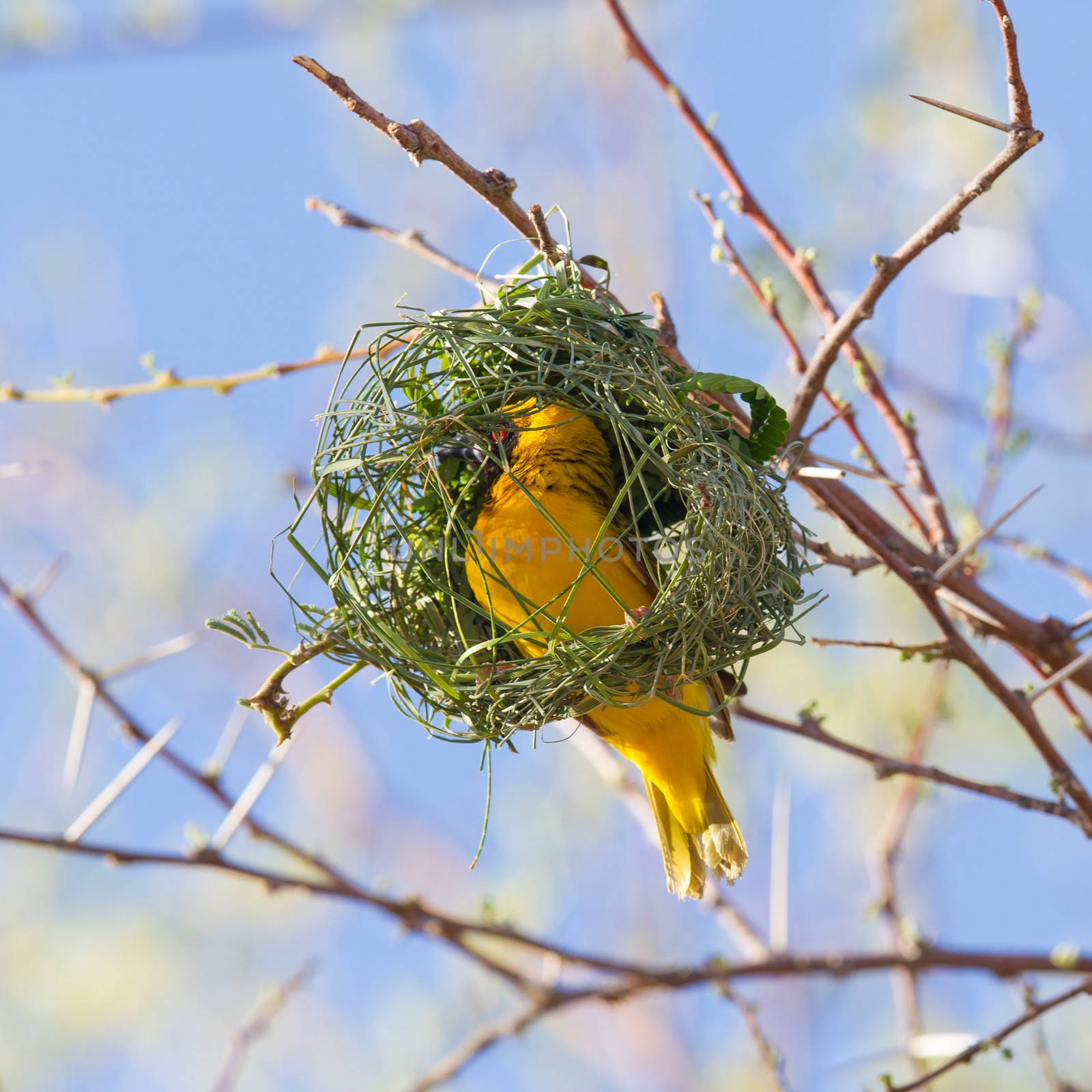 Southern Yellow Masked Weaver  by michaklootwijk