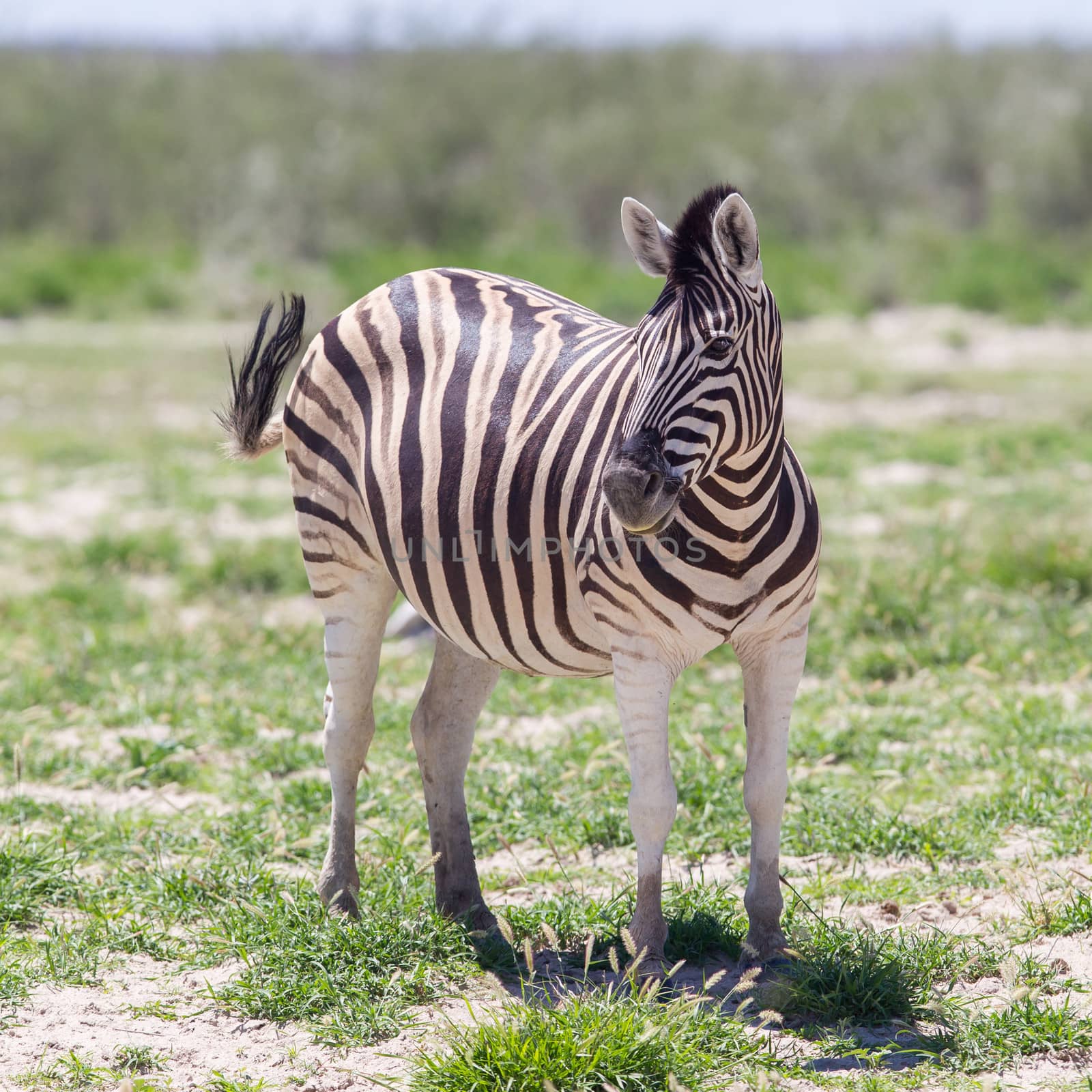 Burchells zebra (Equus Burchelli), Etosha National Park, Namibia