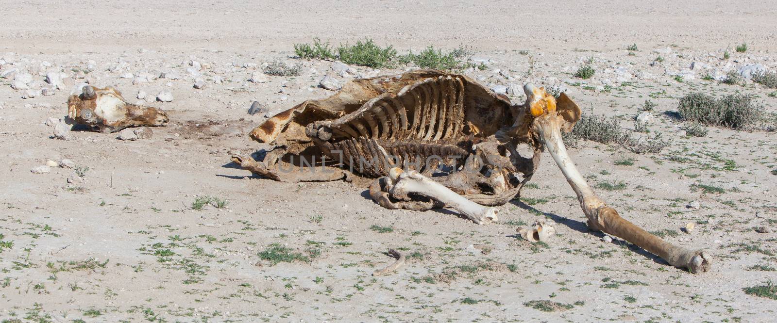 Killed giraffe in Etosha National Park, Namibia