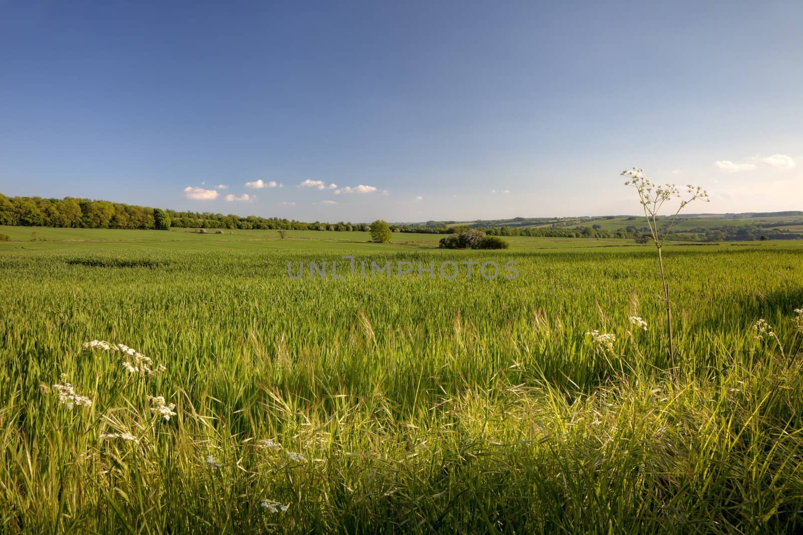 Crops growing near the Cotswold village of Cutsdean, Gloucestershire, England.