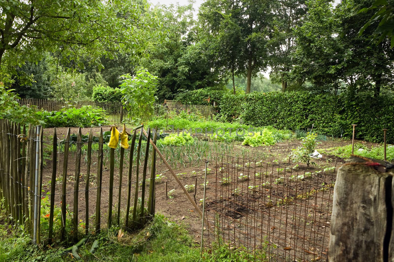 Vegetable garden with fence next to a farm in the country in summer