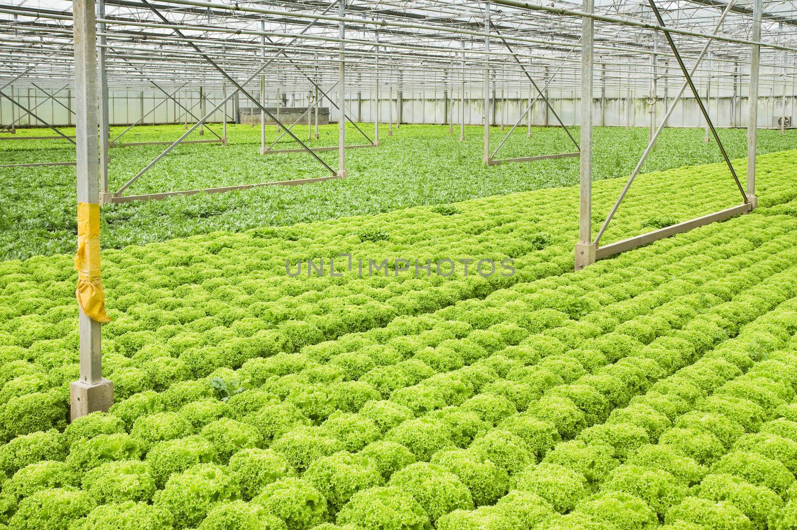 Greenhouse with growing Salad and Andive plants - horizontal