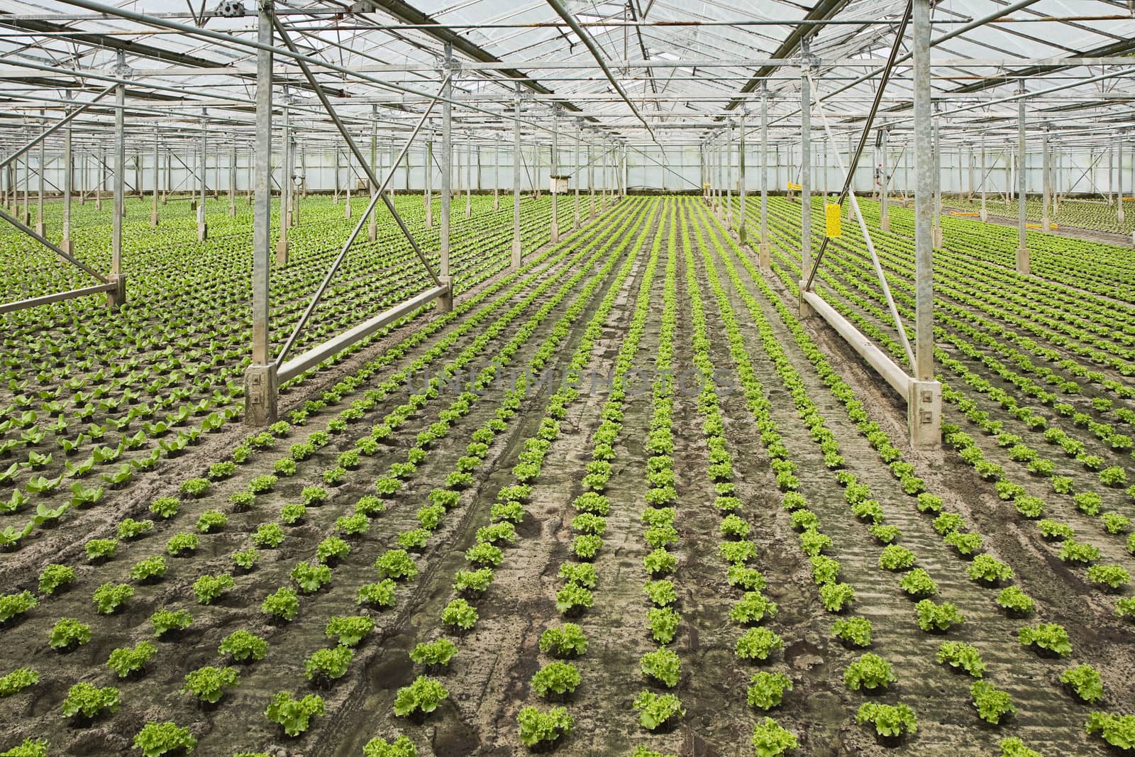 Overview new planting of young Salad plants in glasshouse in summer - horizontal