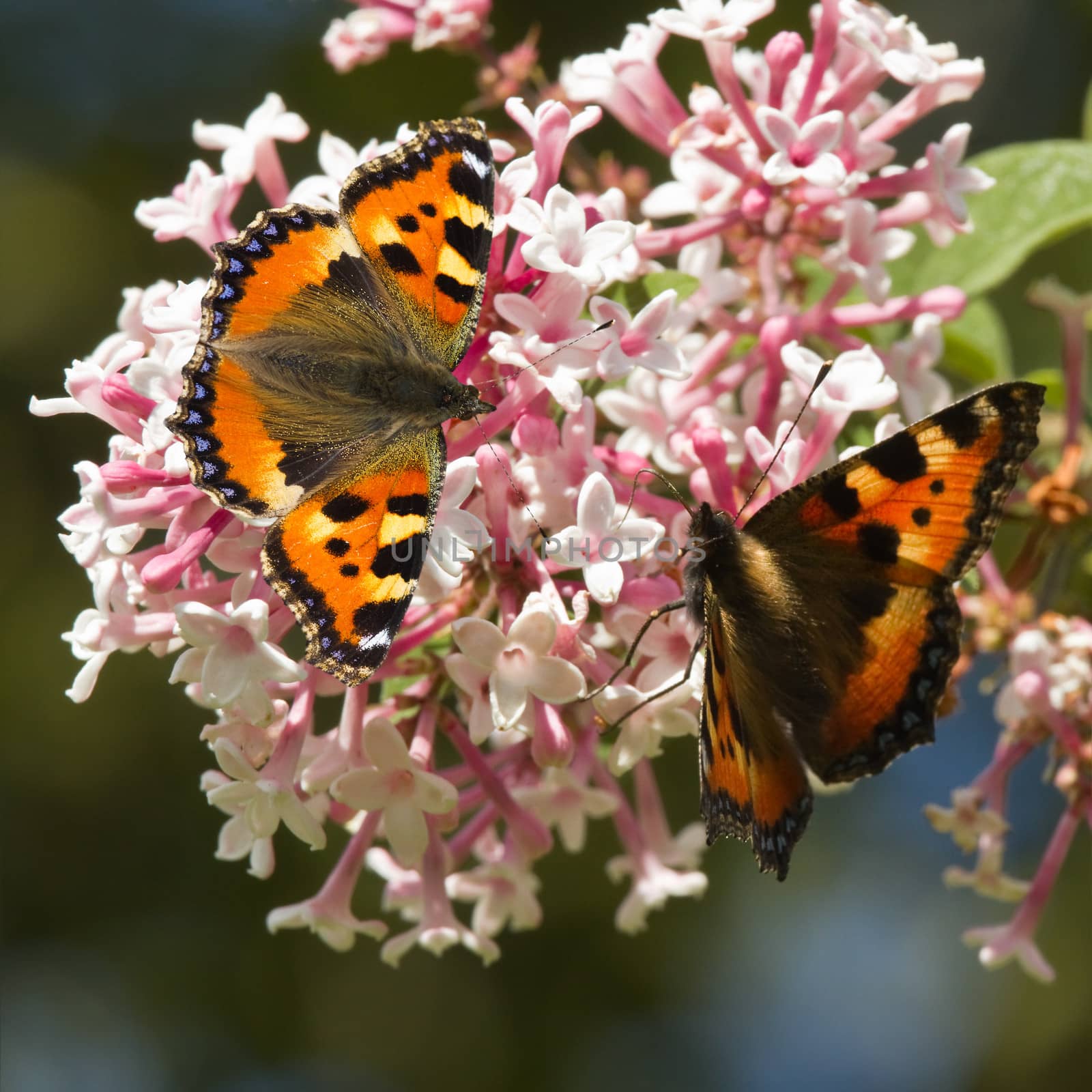 Small tortoiseshell butterflies on Syringa flowers by Colette