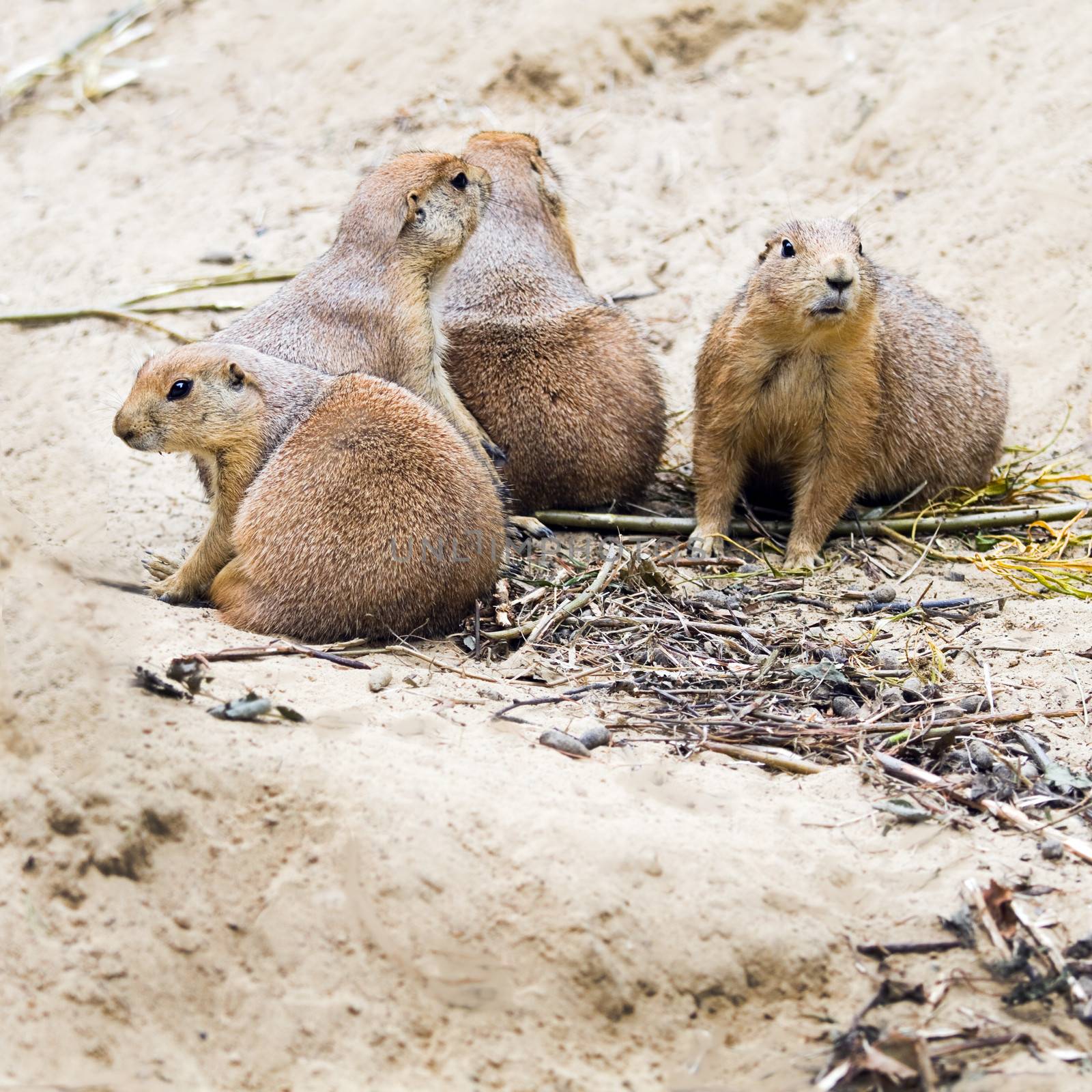 Four prairie dogs sitting together and watching - square