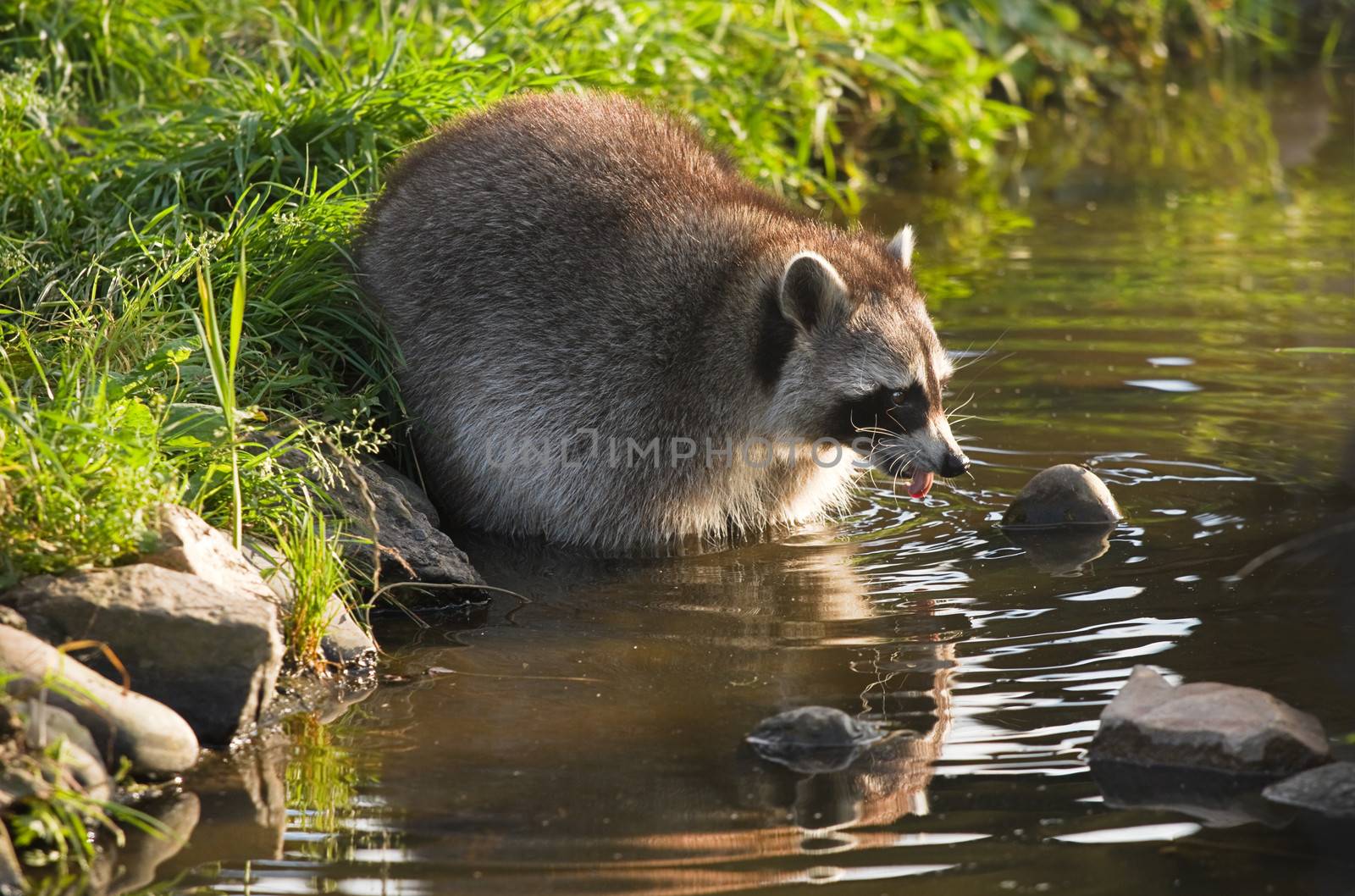 Common raccoon or Procyon lotor in water by Colette