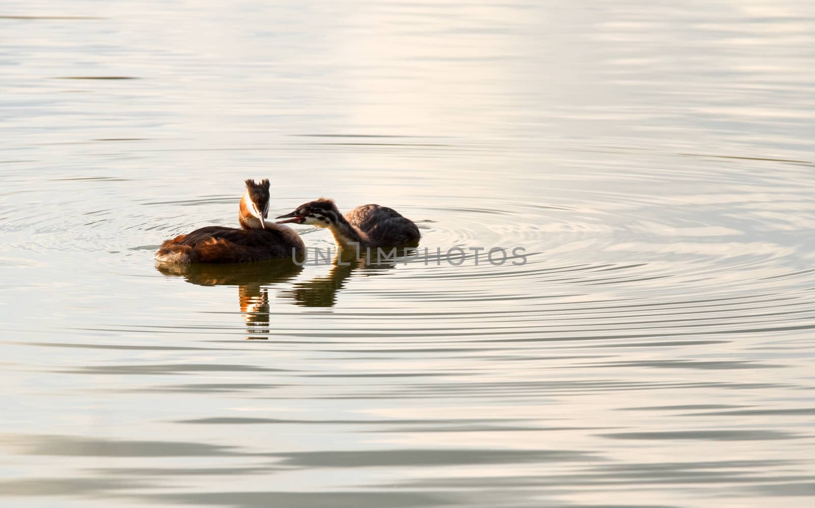 Female Great Crested Grebe ignoring young adult begging for food in evening light on the lake
