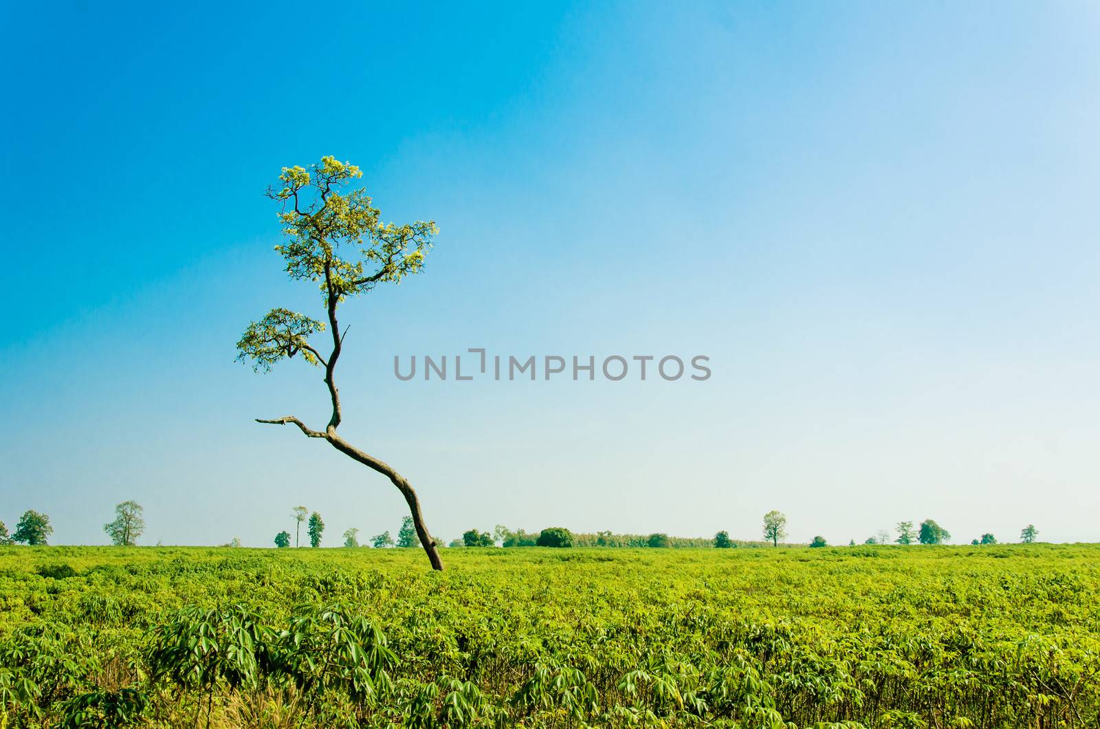 Cassava tree in the forest