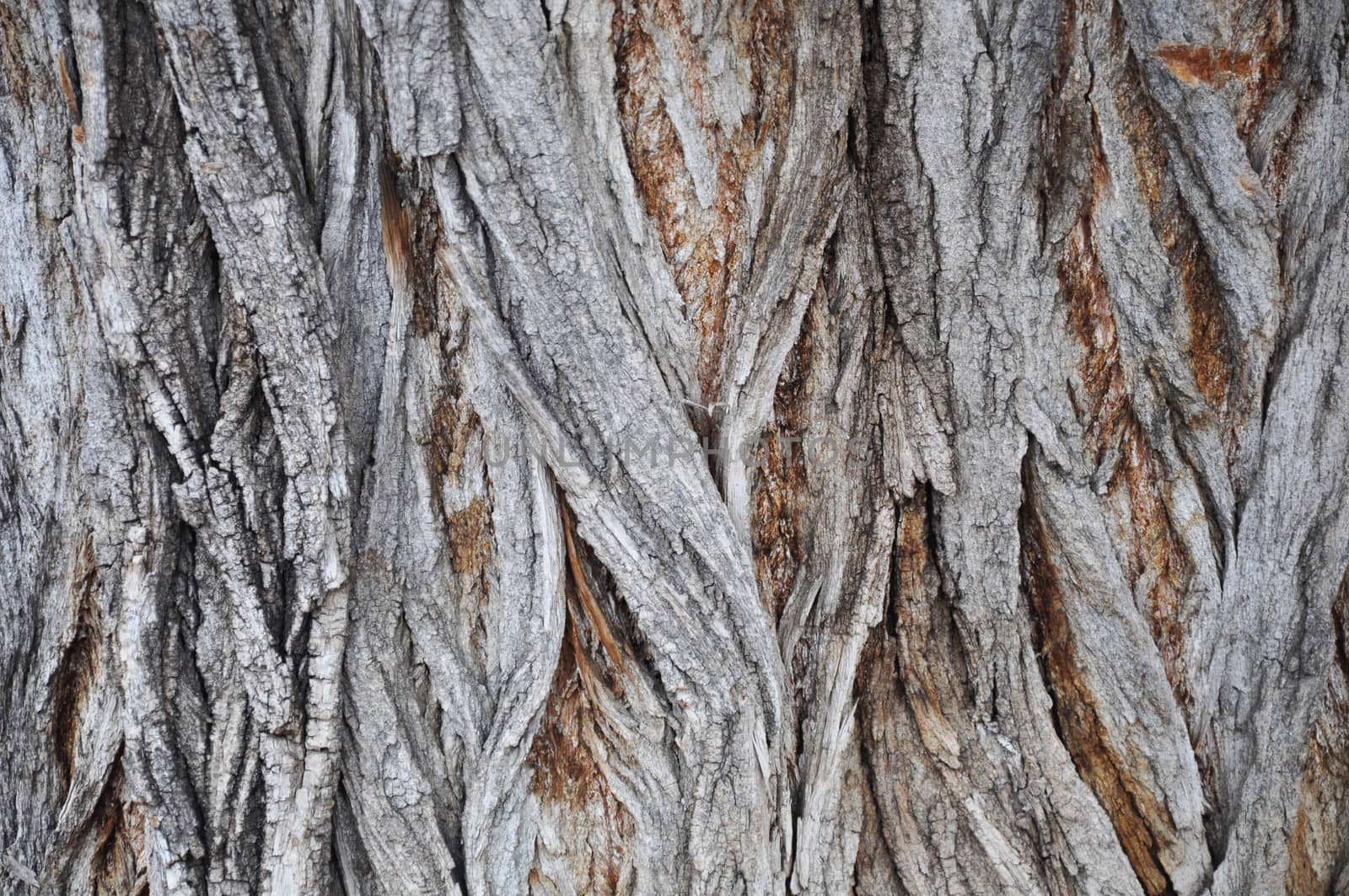 tree bark background by Nikola30