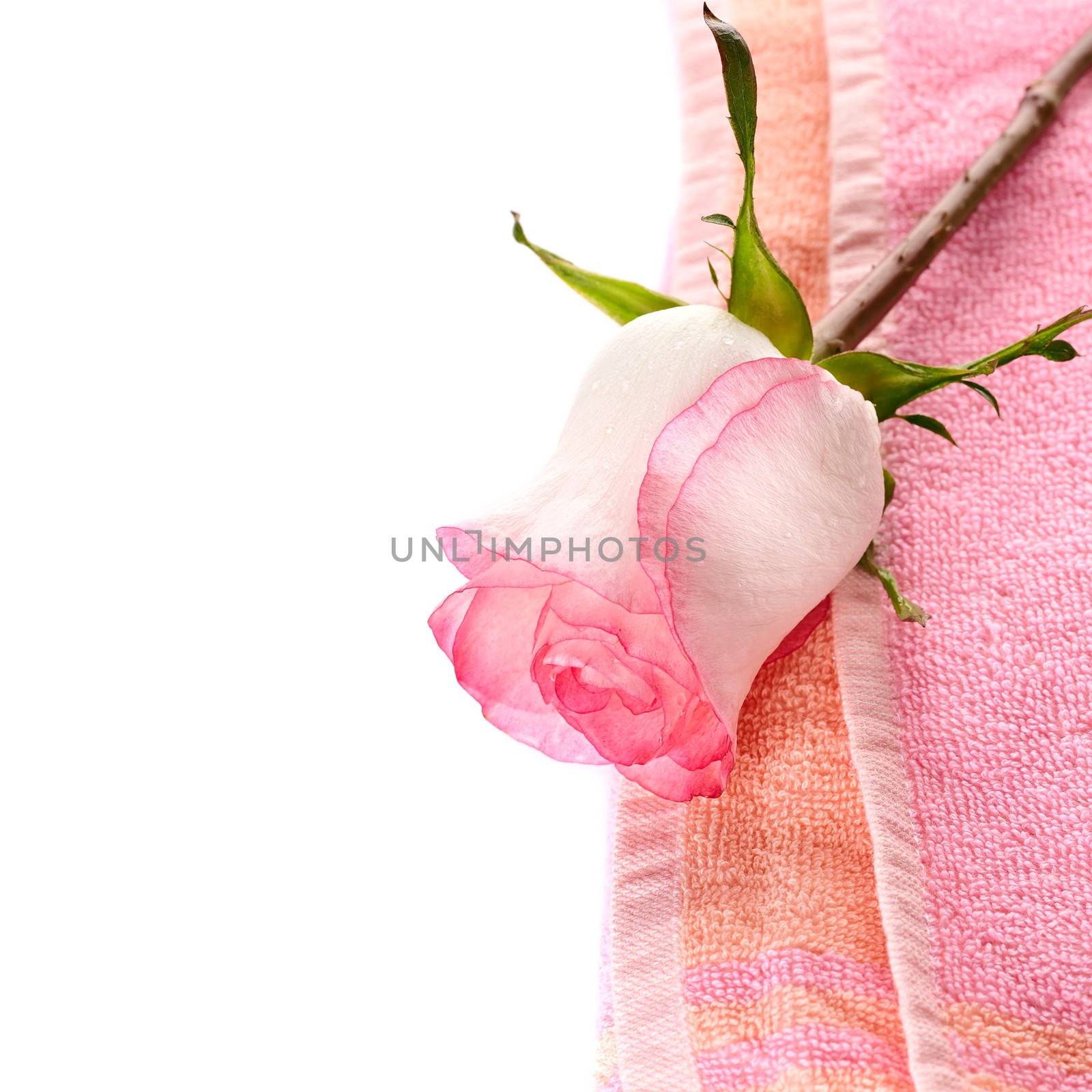 Pink rose and towel. Flower on a towel. Soft towel and pink flower.