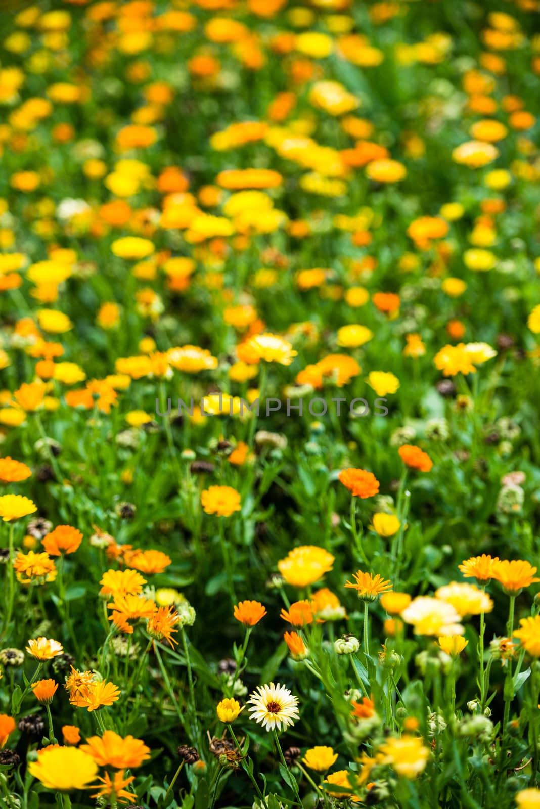 Different colourful wild flowers in garden in bright sunlight