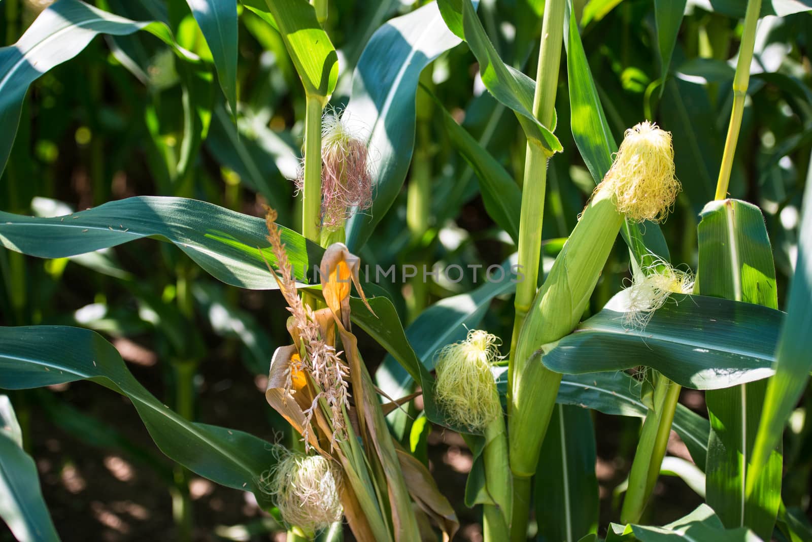 corn cob on a field in summer