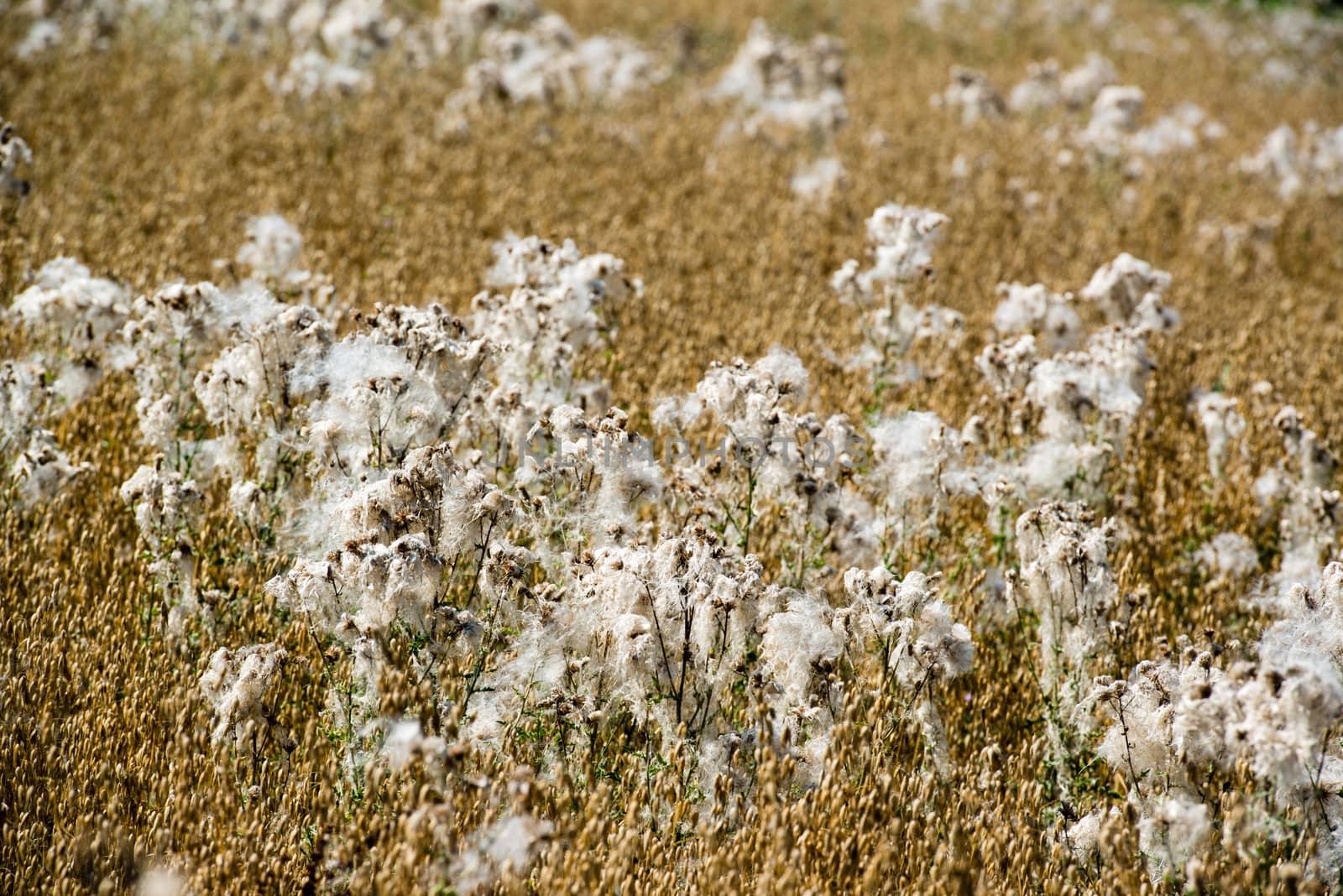 Flowering cotton grass on a bright summer day