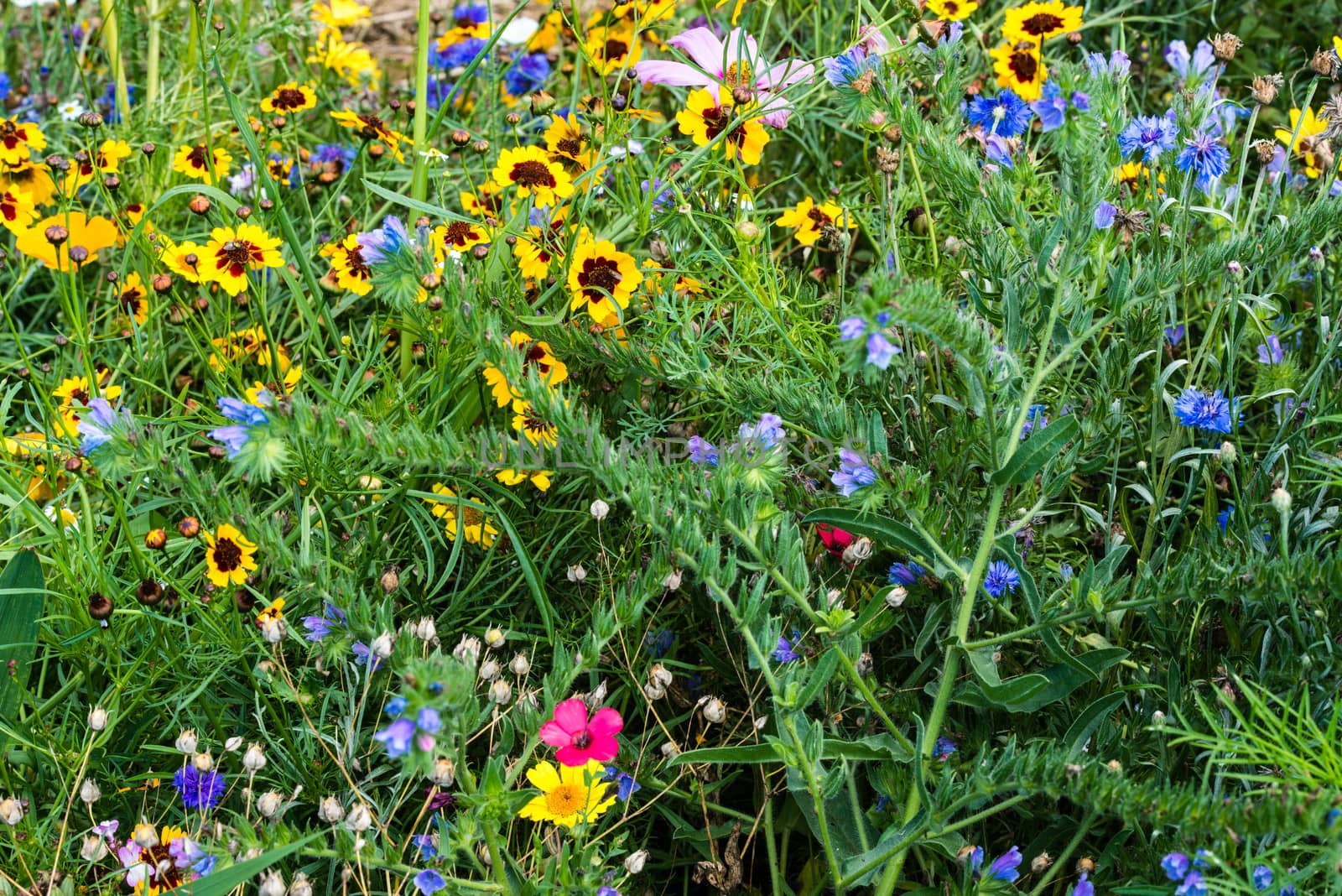 Different colourful wild flowers in garden in bright sunlight