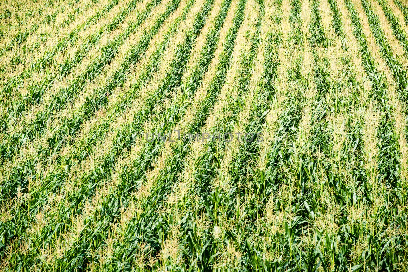 Large green field of corn growing up