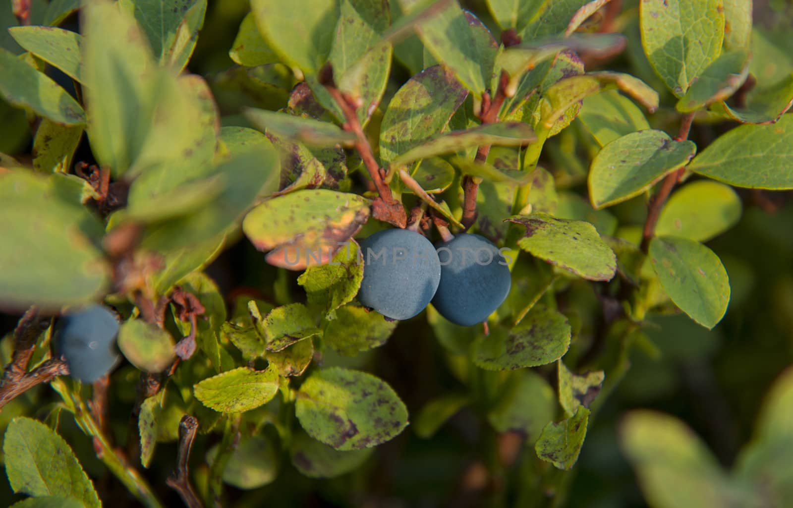 beautiful blue berry among leaves on the green to bush
