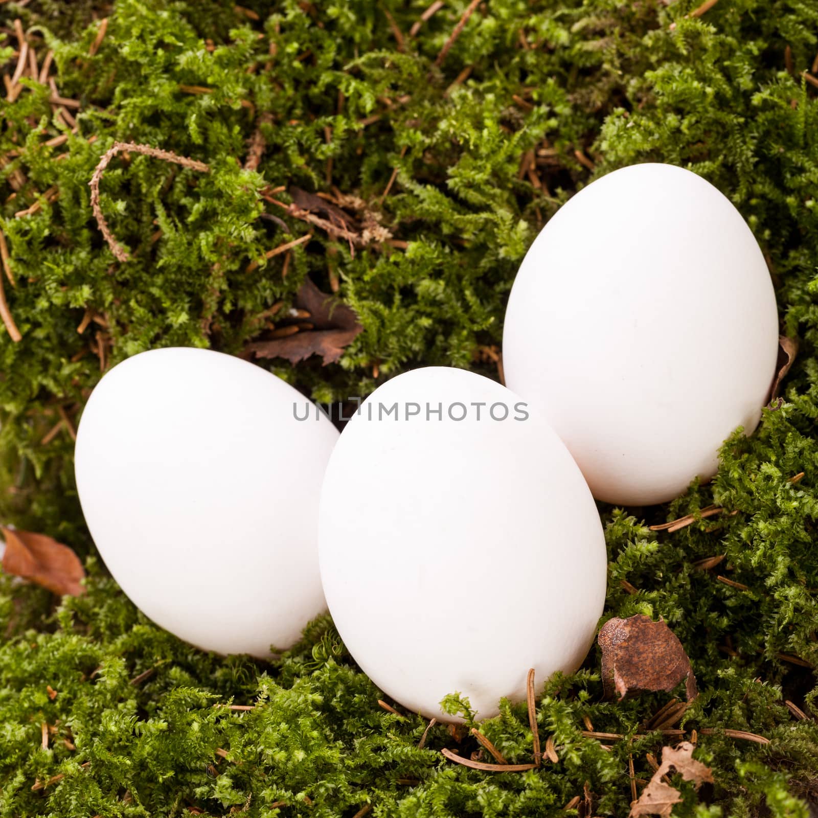 Three plain white undecorated Easter eggs nestling in a straw nest with a delicate dainty spray of Babys Breath flowers to celebrate springtime and the Easter holiday