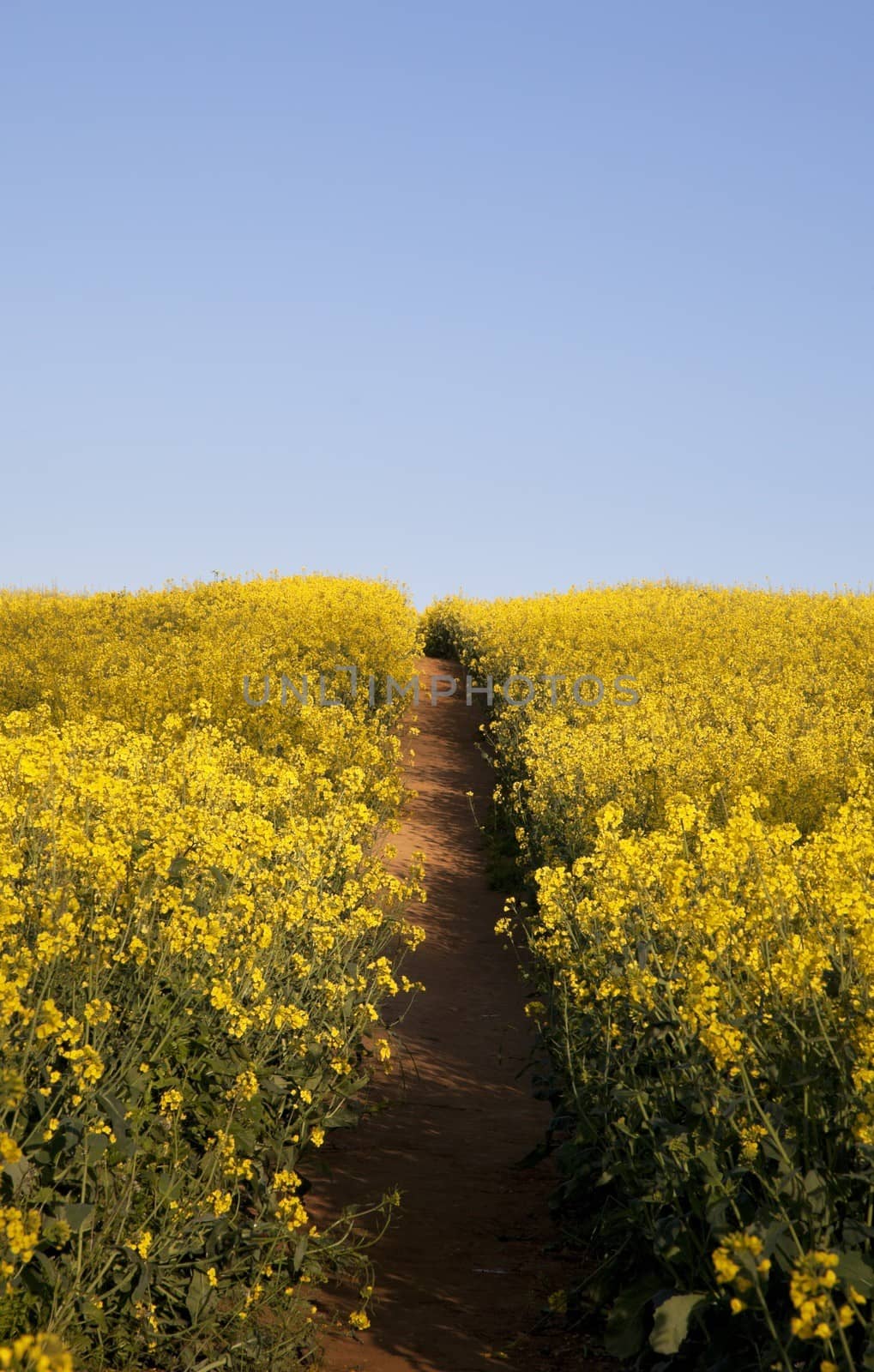 Field of Oilseed Rape with path, Gloucestershire, England.