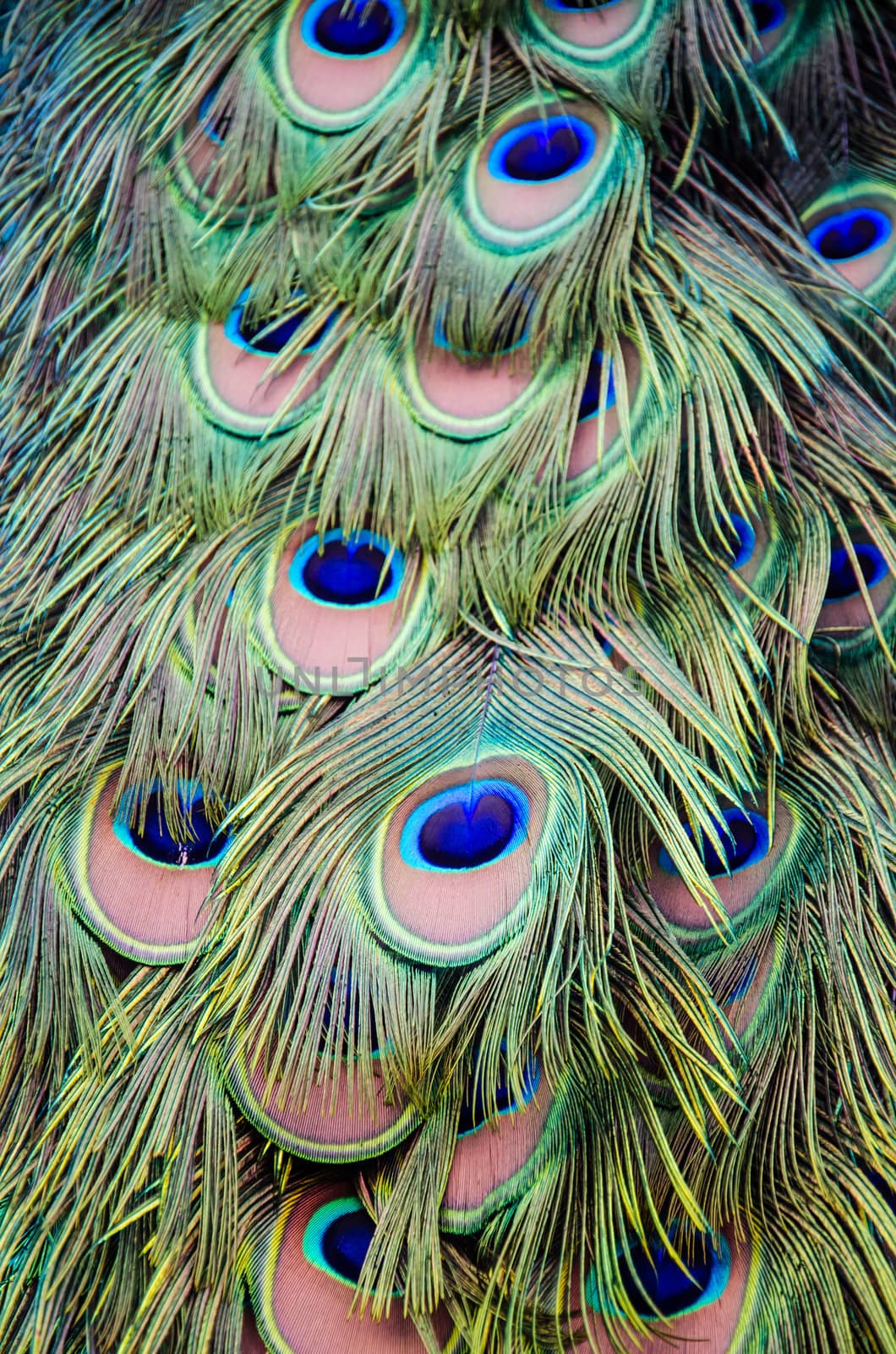 Feathers of peacock