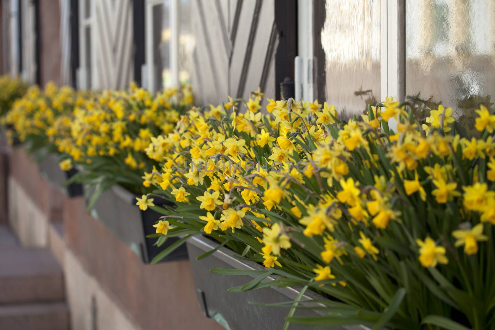 Flowers on window board