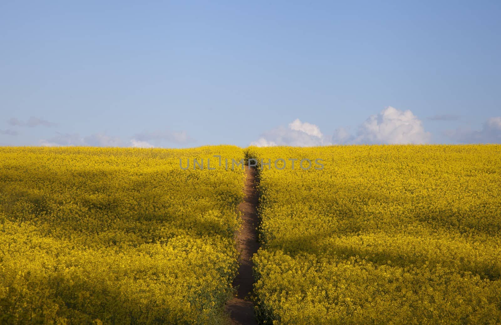 Field of Oilseed Rape with path, Gloucestershire, England.