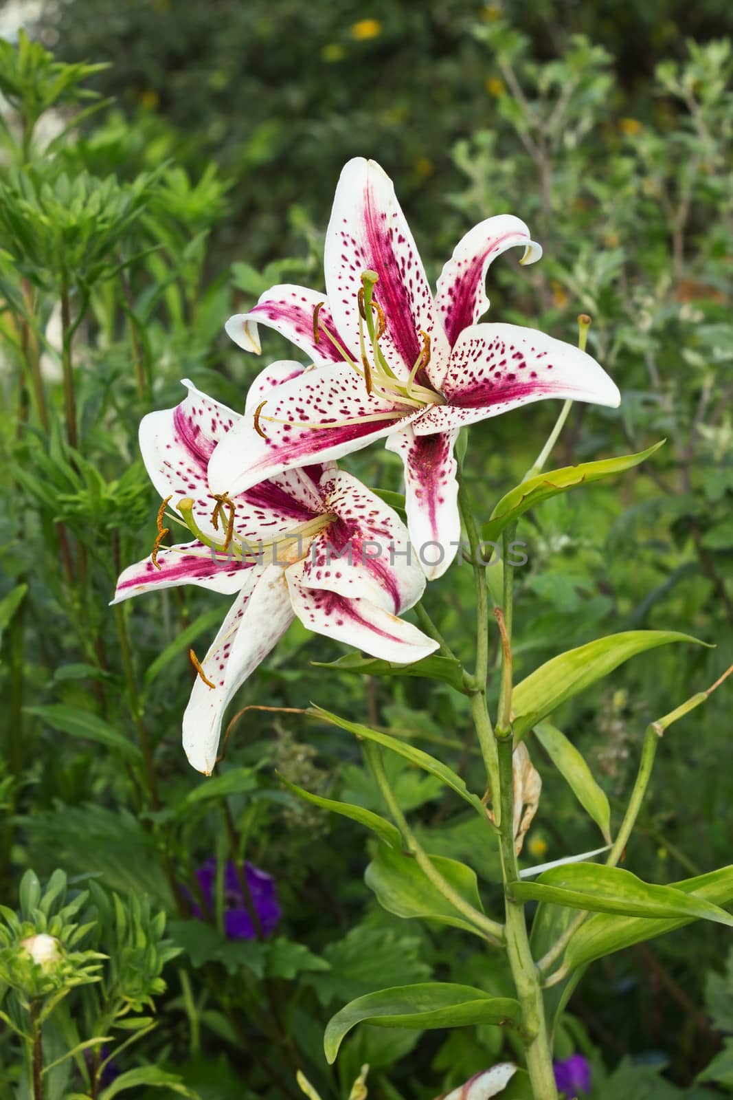 Couple of colorful lilies in the summer garden