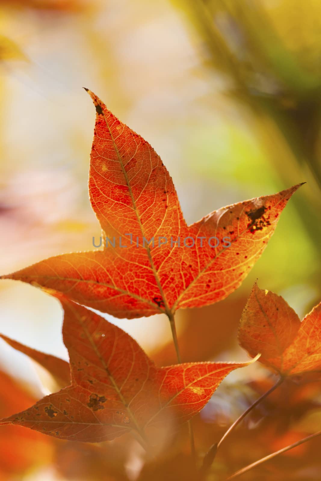 Autumn maple leave detail by kawing921