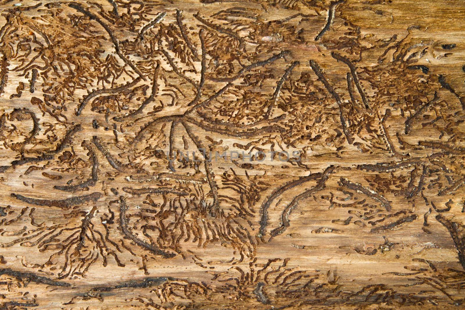 Tree close up that can be used as brown background picture