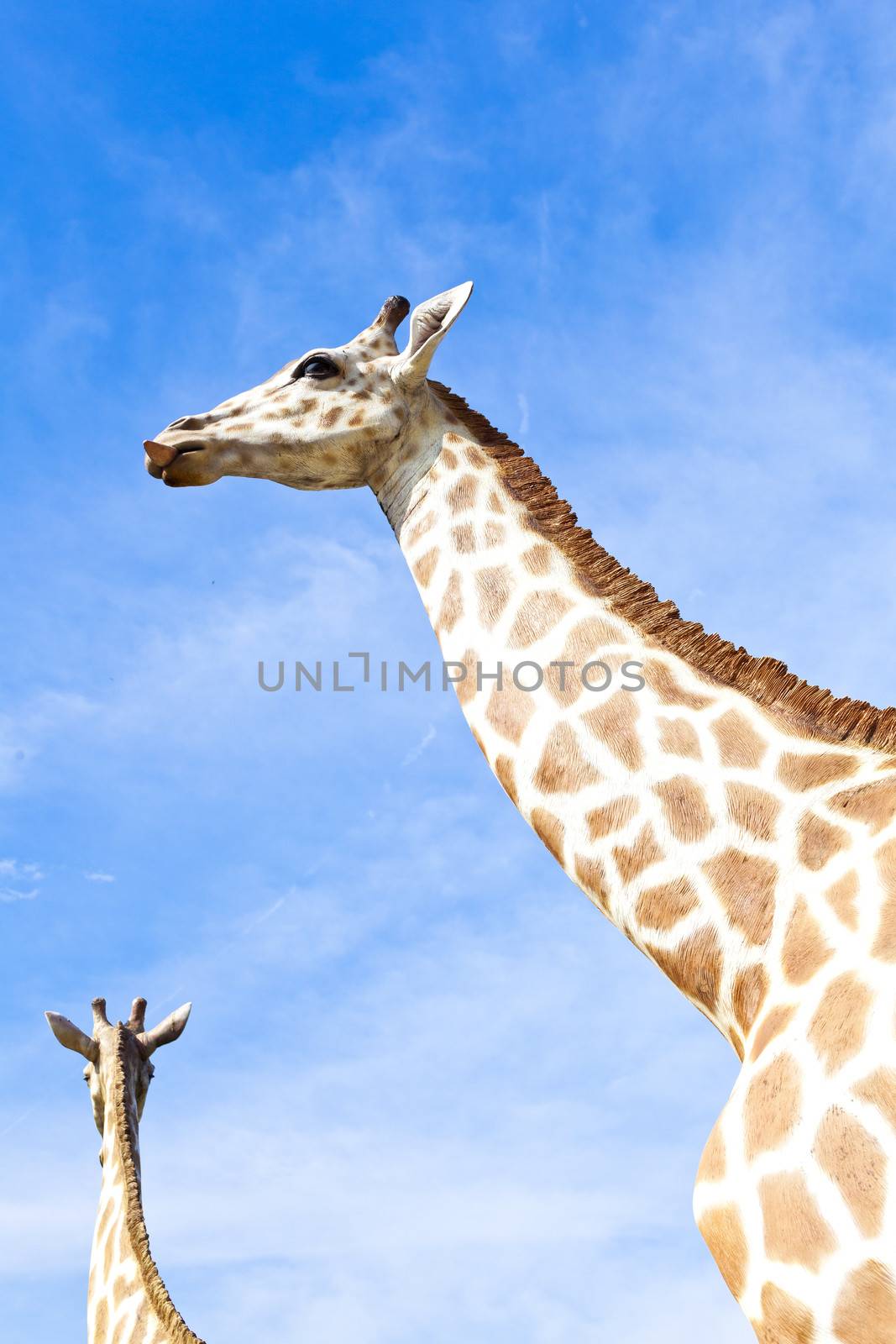 Giraffe at the zoo by kawing921