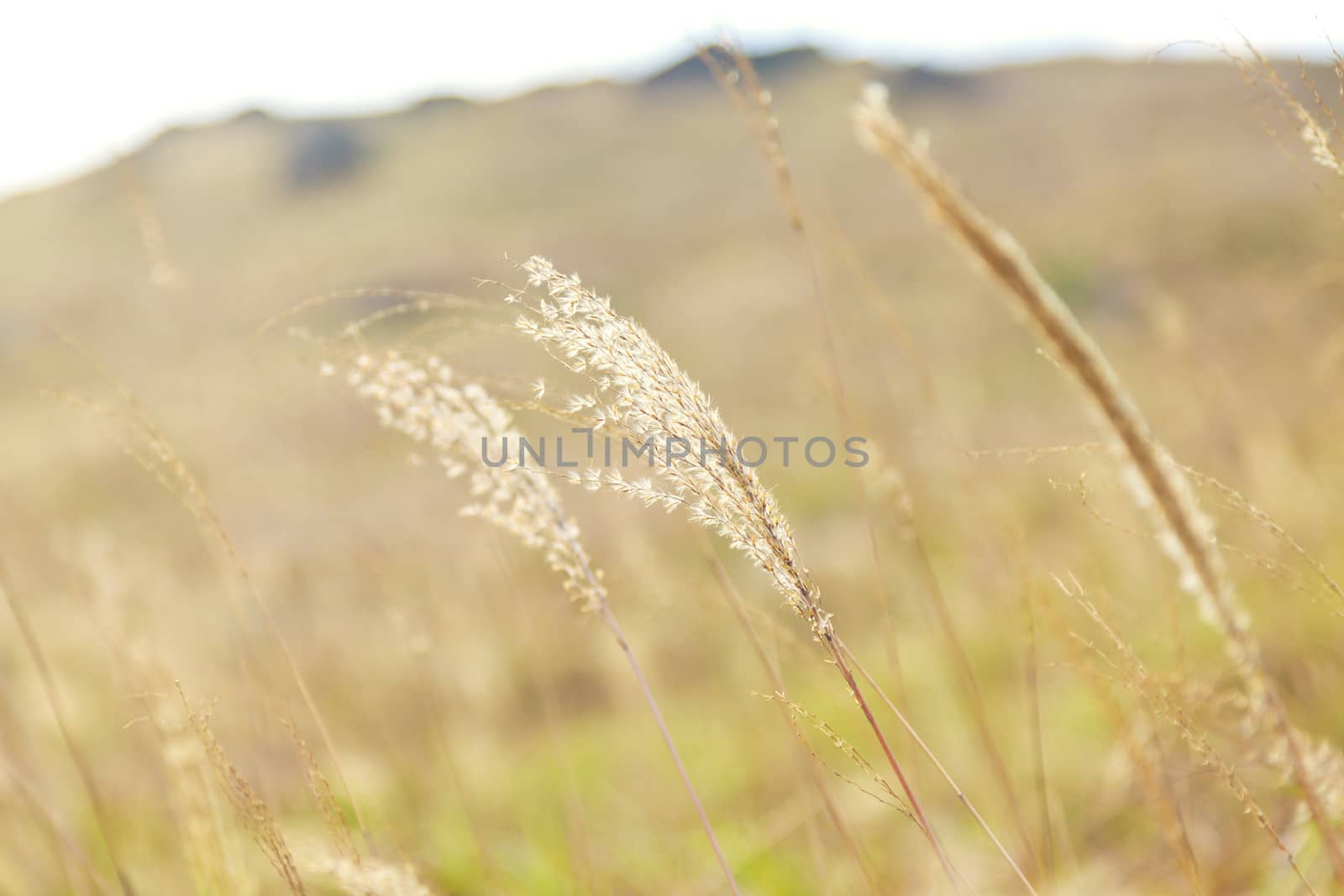 Sunset grasses in autumn