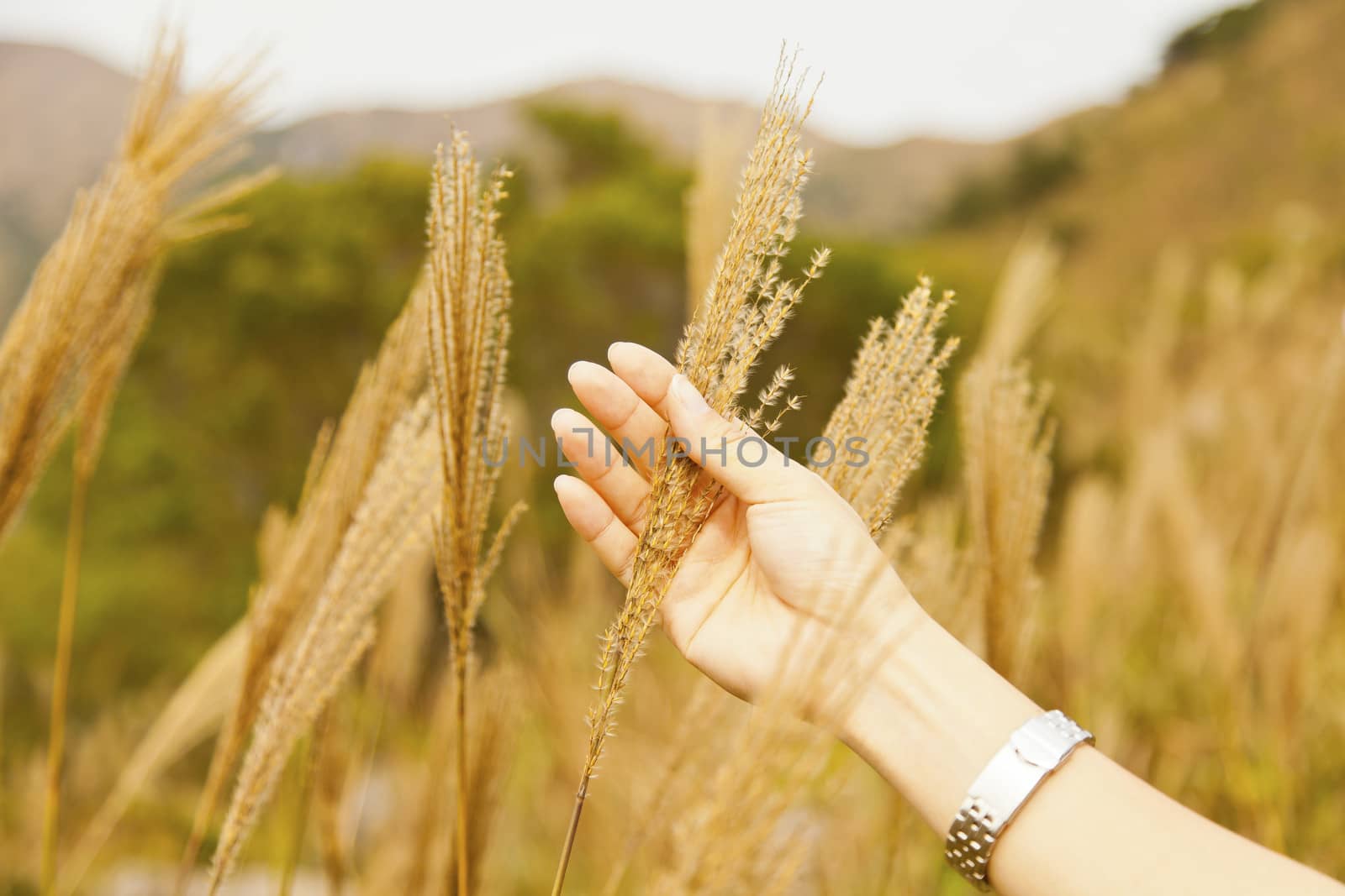 Female hand in the wheat field