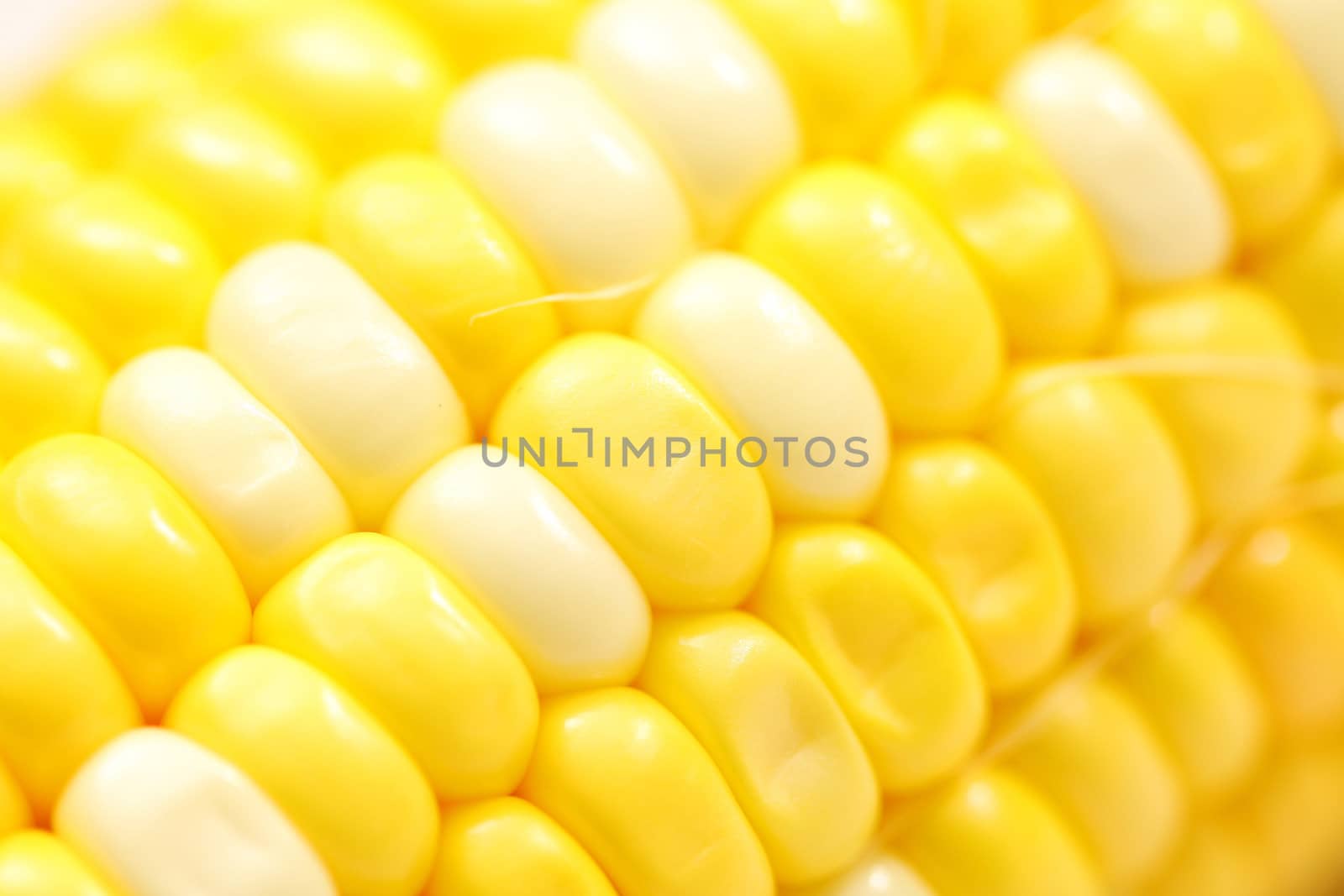 Close-up of Corn cob