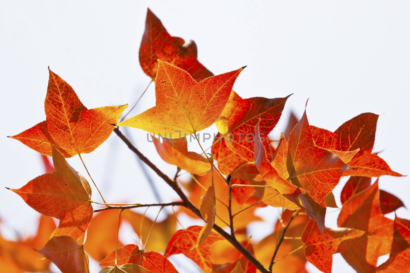 Red leaves in autumn season by kawing921