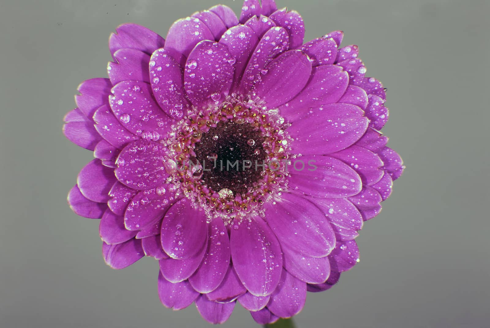 A flowerwith beutiful purple colors