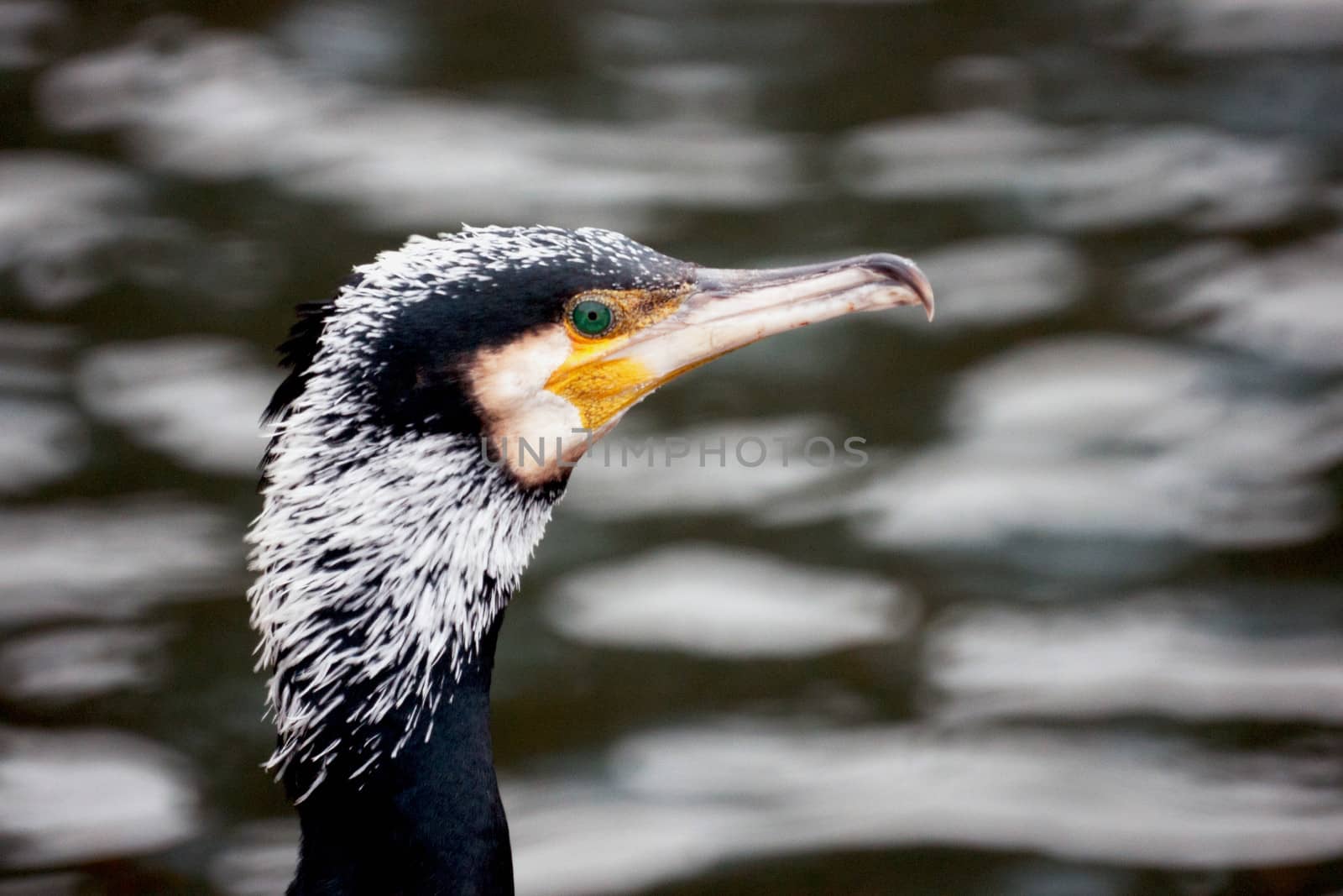  Great Cormorant in Malm�� harbour
